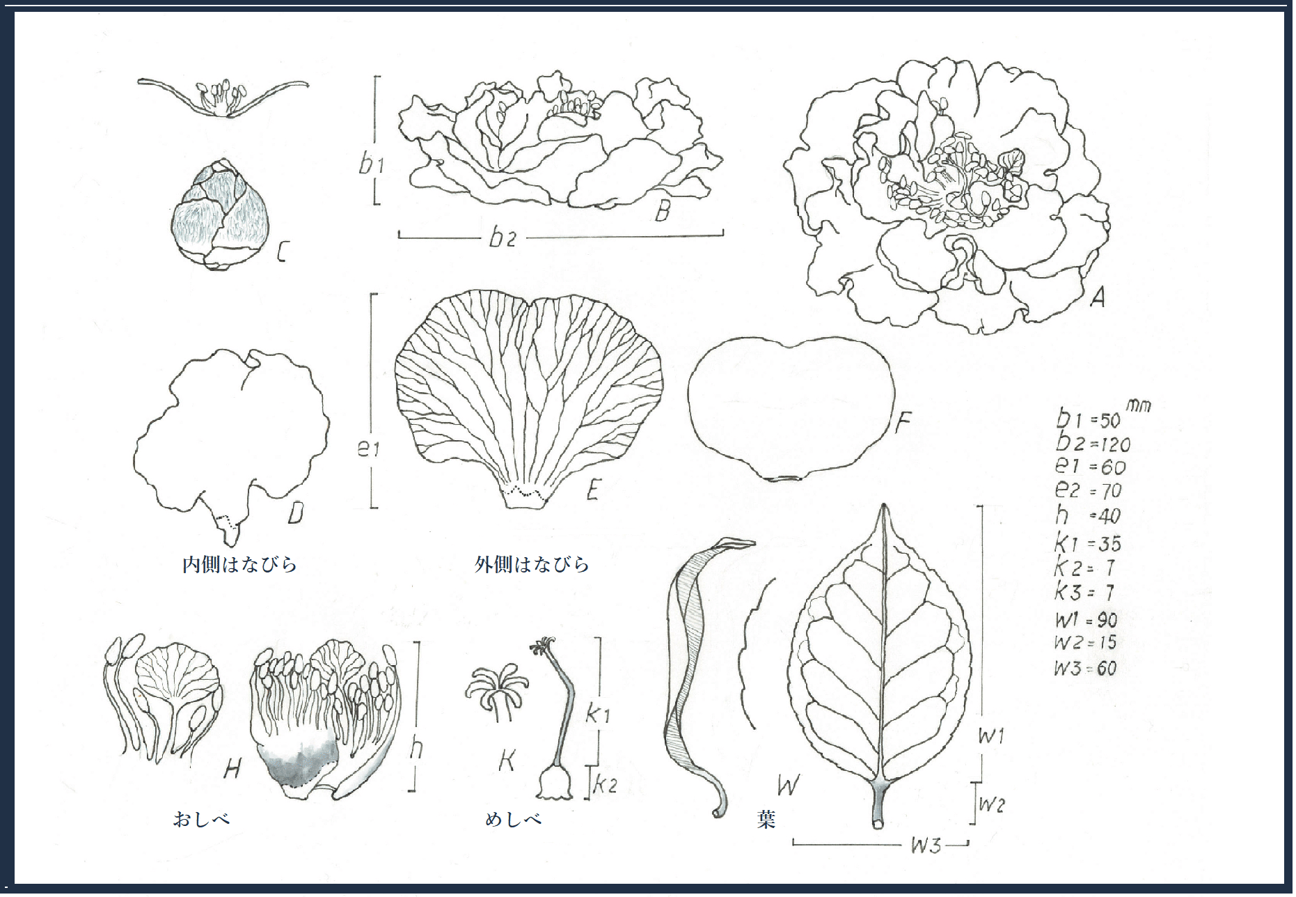 明石潟って行司さんの名前らしい 明石潟 椿 まついあけみ ボタニカルアーチスト Note