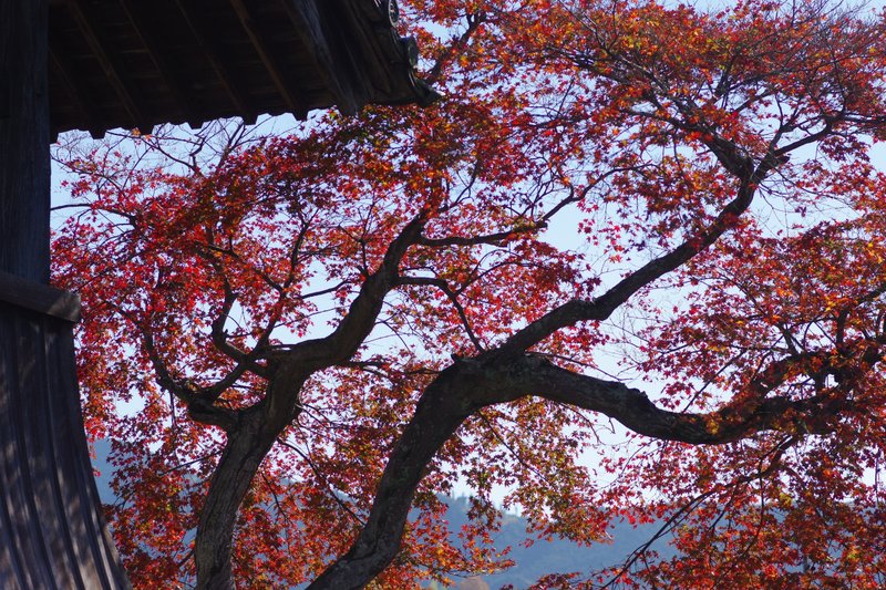 明日香ツアーから。飛鳥寺辺りぶらり