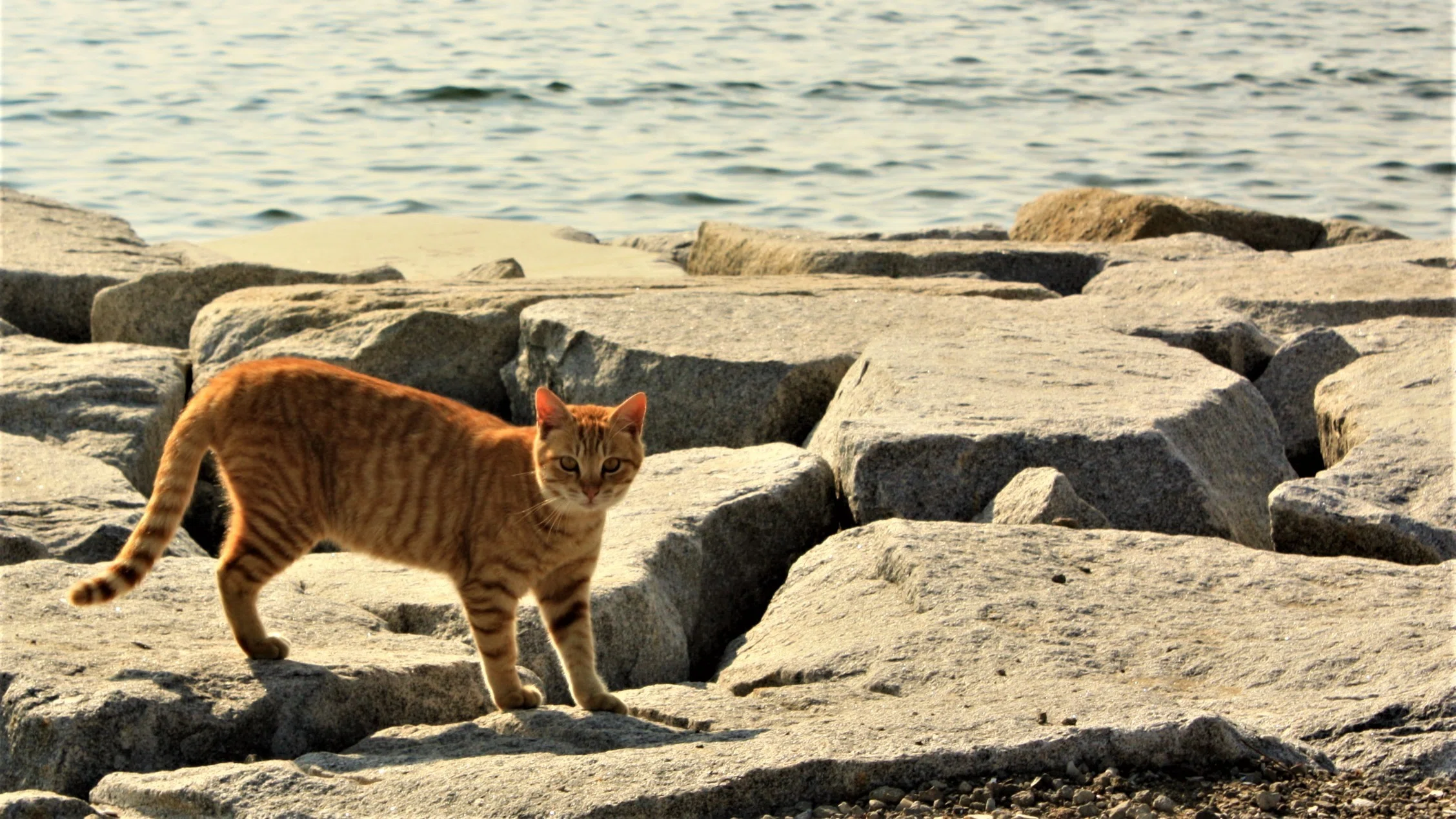 茶猫との遭遇|オカザキケイ