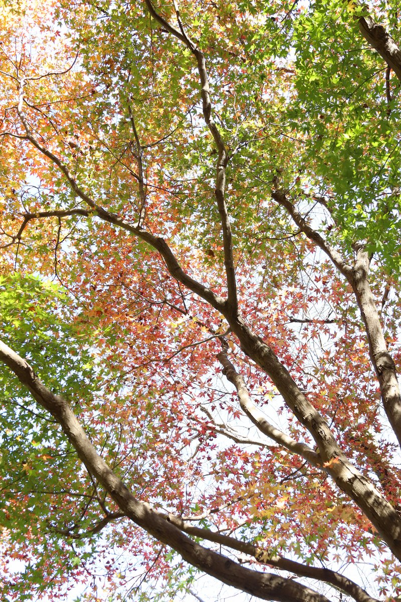コロナ禍でストレスが降り積もる中、気散じに身近な場所にある紅葉を撮って来ました。いずれも撮影地は地元静岡県の無名なスポットです。
