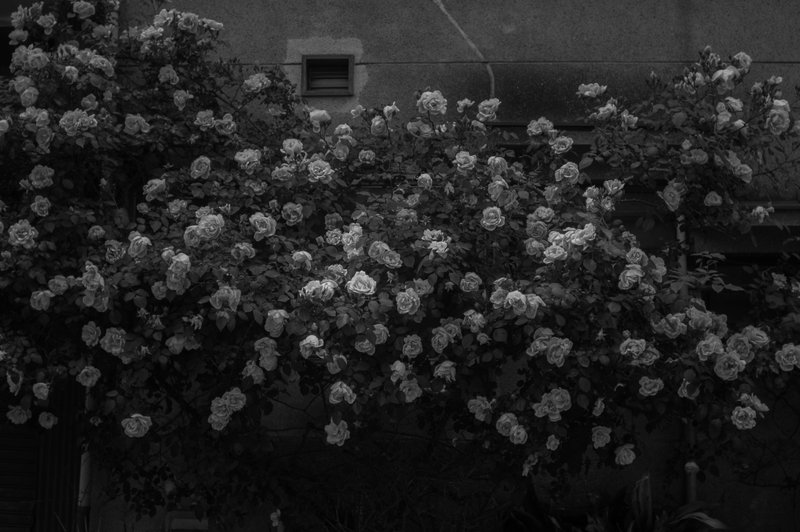 業平を歩いたとき。古びた家屋の塀に満開の薄桃色のバラ、みごとに咲いていた。