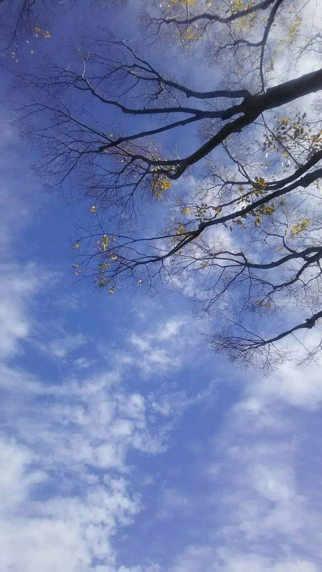 冬のお昼の空と雲 白猫コタロウ Note