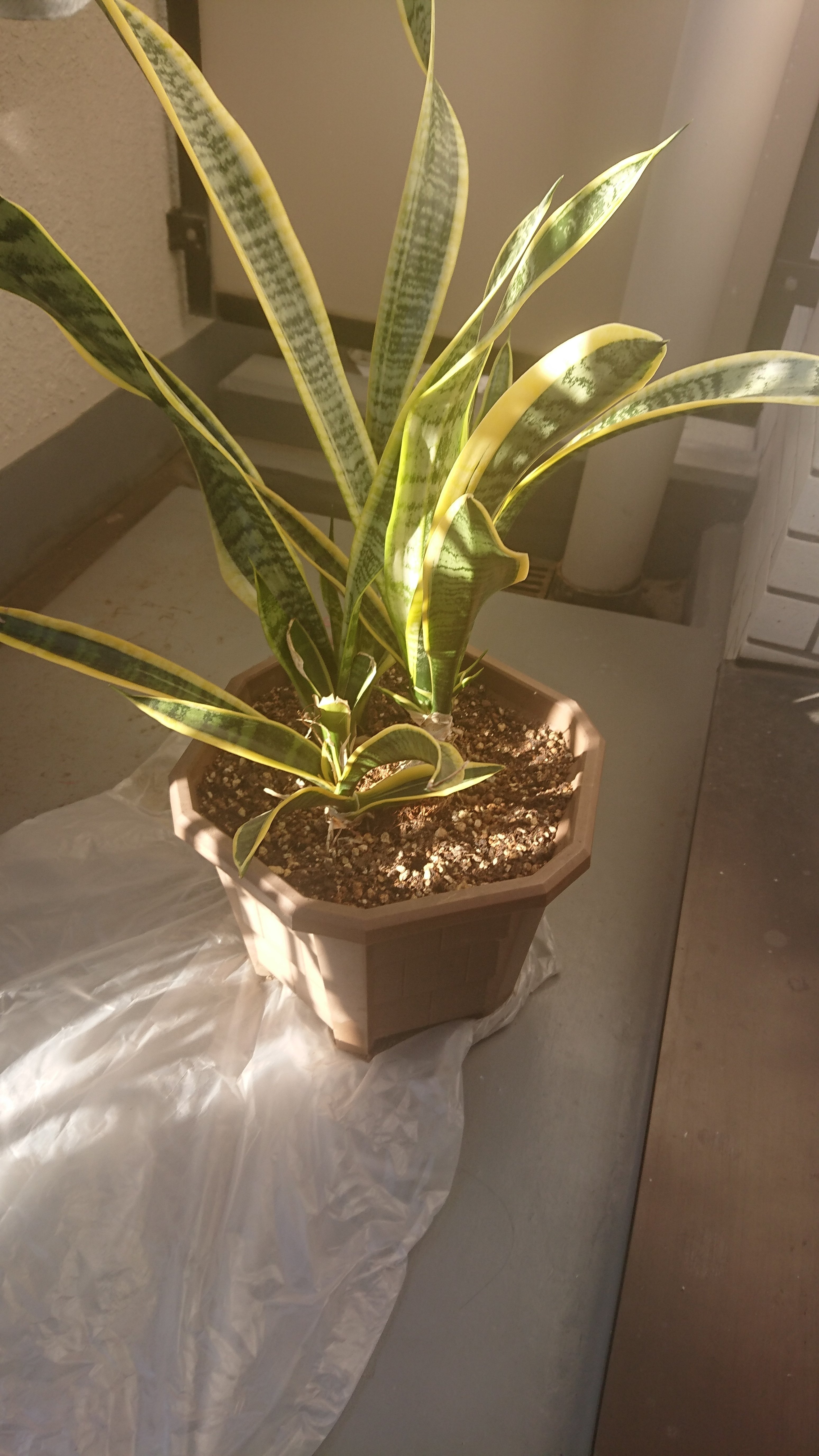 観葉植物レオンくん 5ヶ月でめちゃでかくなってしまった デルロット Note