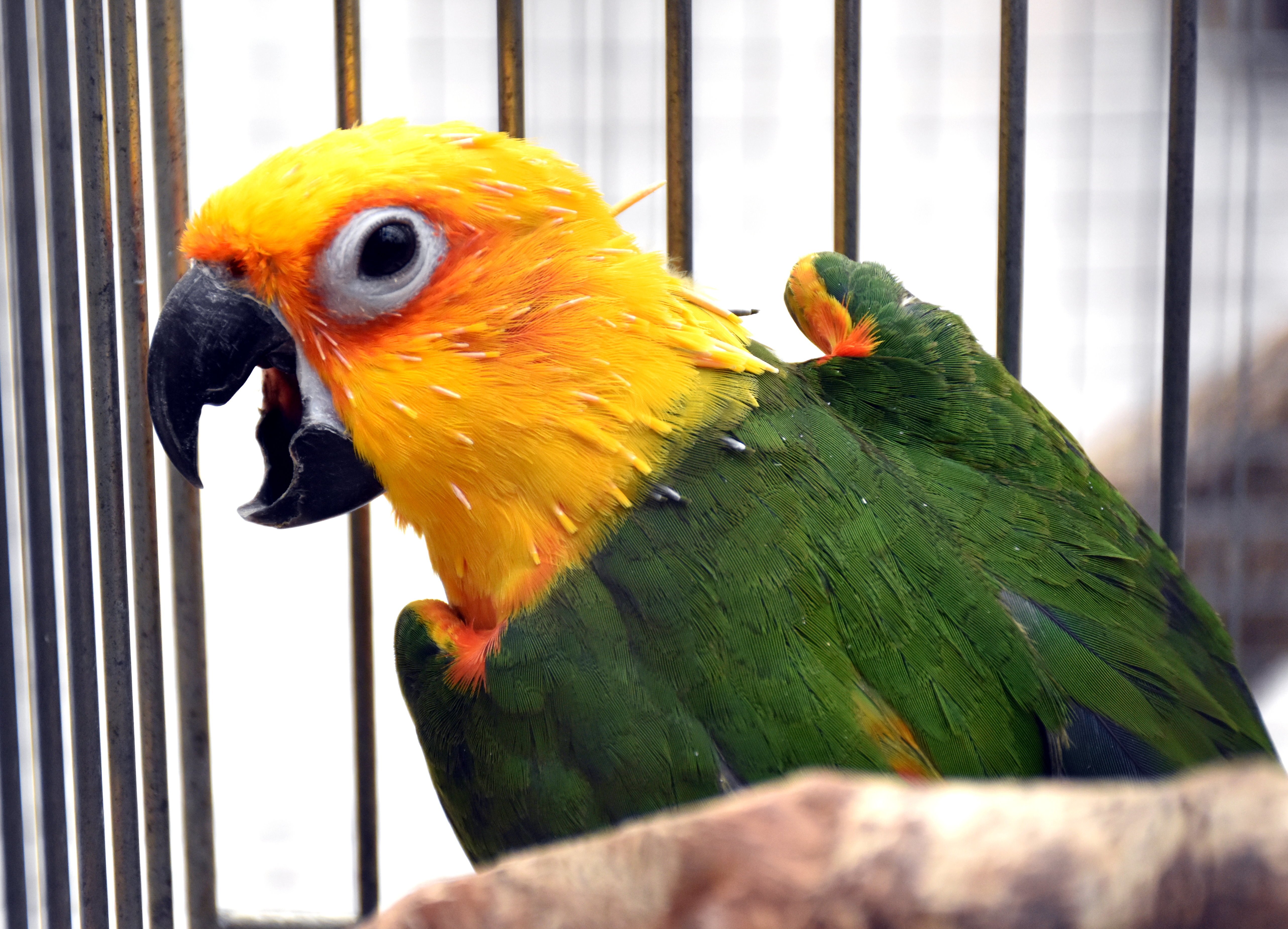 ナナイロメキシコインコ オウム目インコ科 Hirahiranote Note