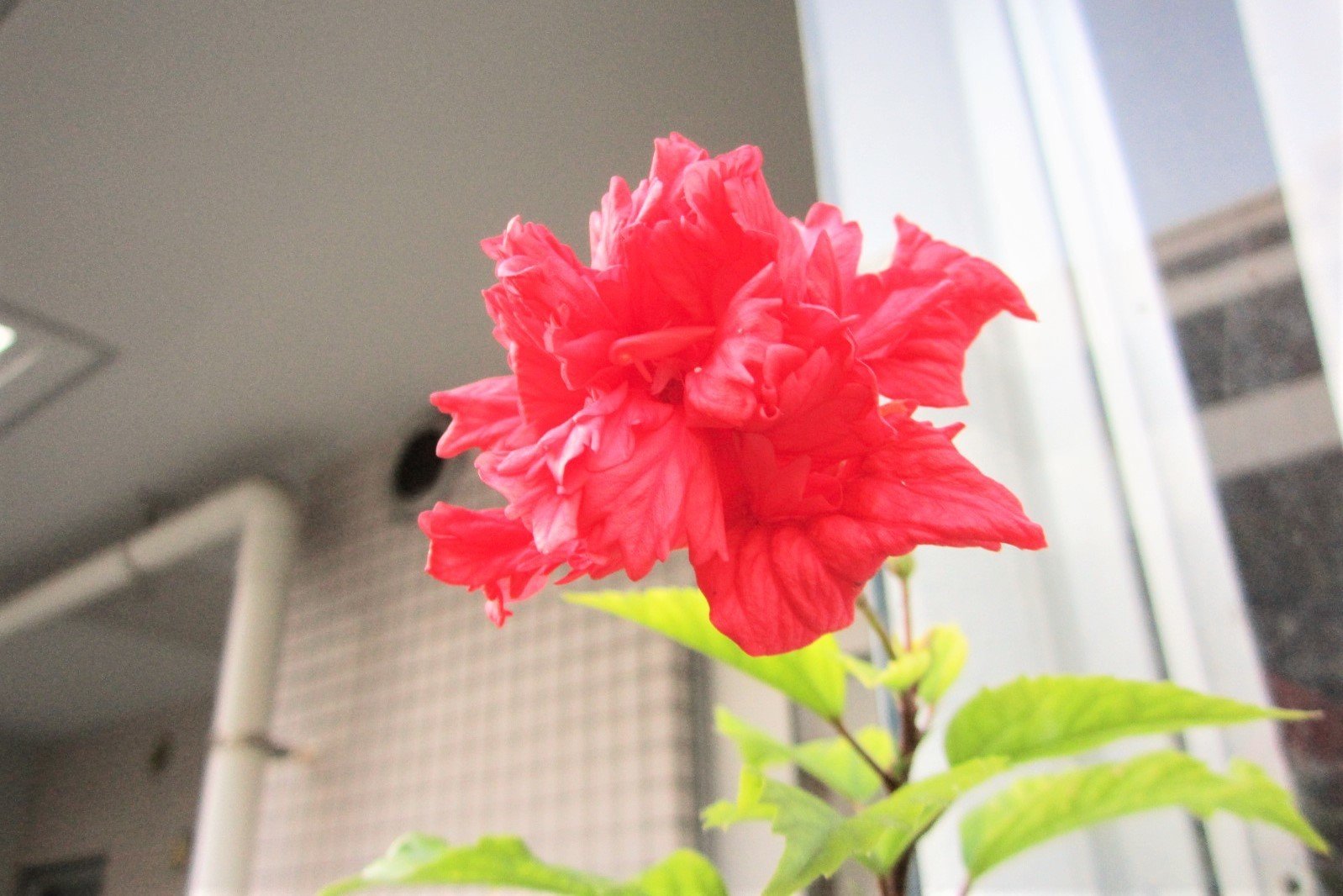 ある日の庭 冬の花 真帆 沁 Mahoshin 文筆家 Note ある日の庭 冬の花 真帆 沁 Mahoshin 文筆家 Note