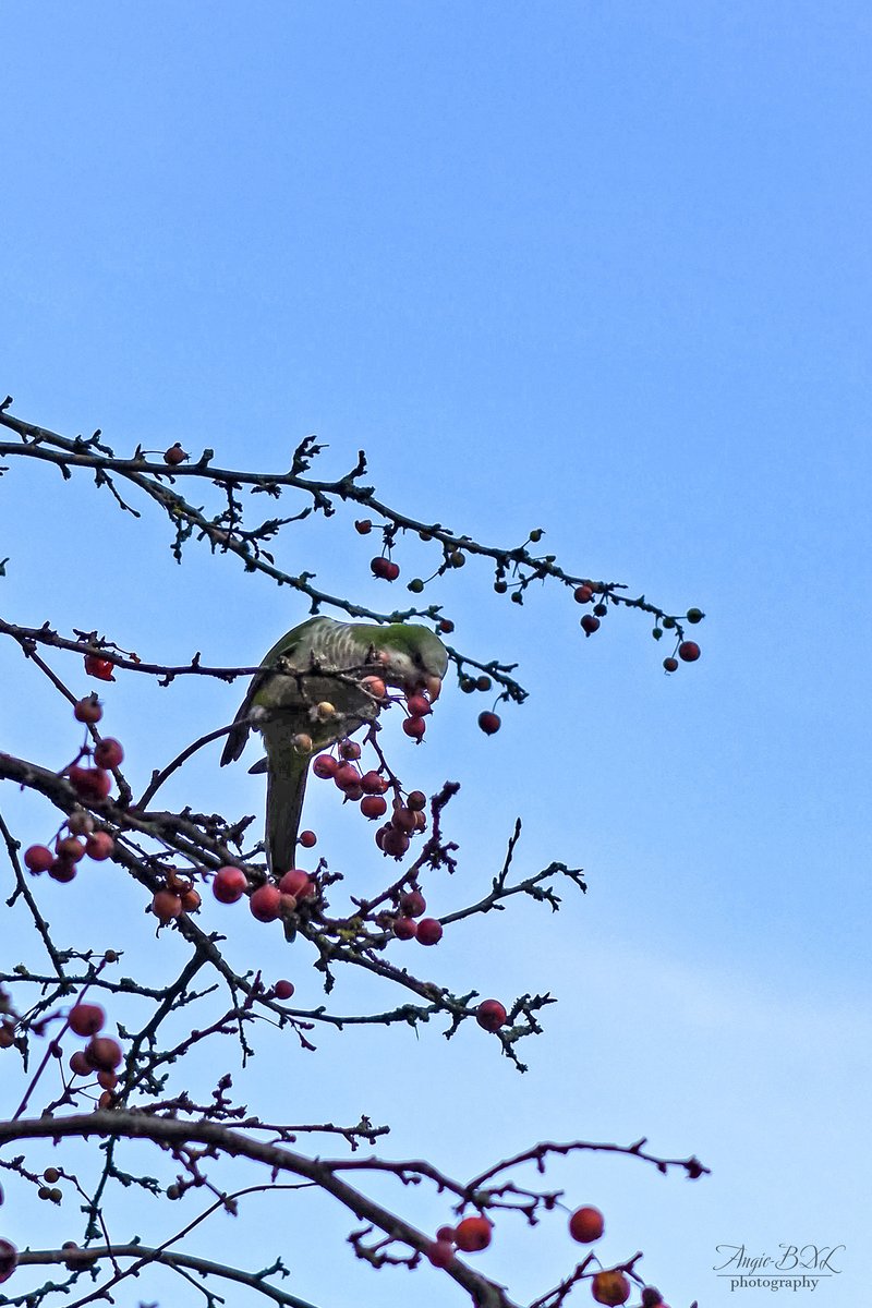 街路樹の実を食べるインコ。ブリュッセルには野生化したインコがアチコチで群れをなしています。これも公園の木に巣をかけて住んでいる野生のインコ。