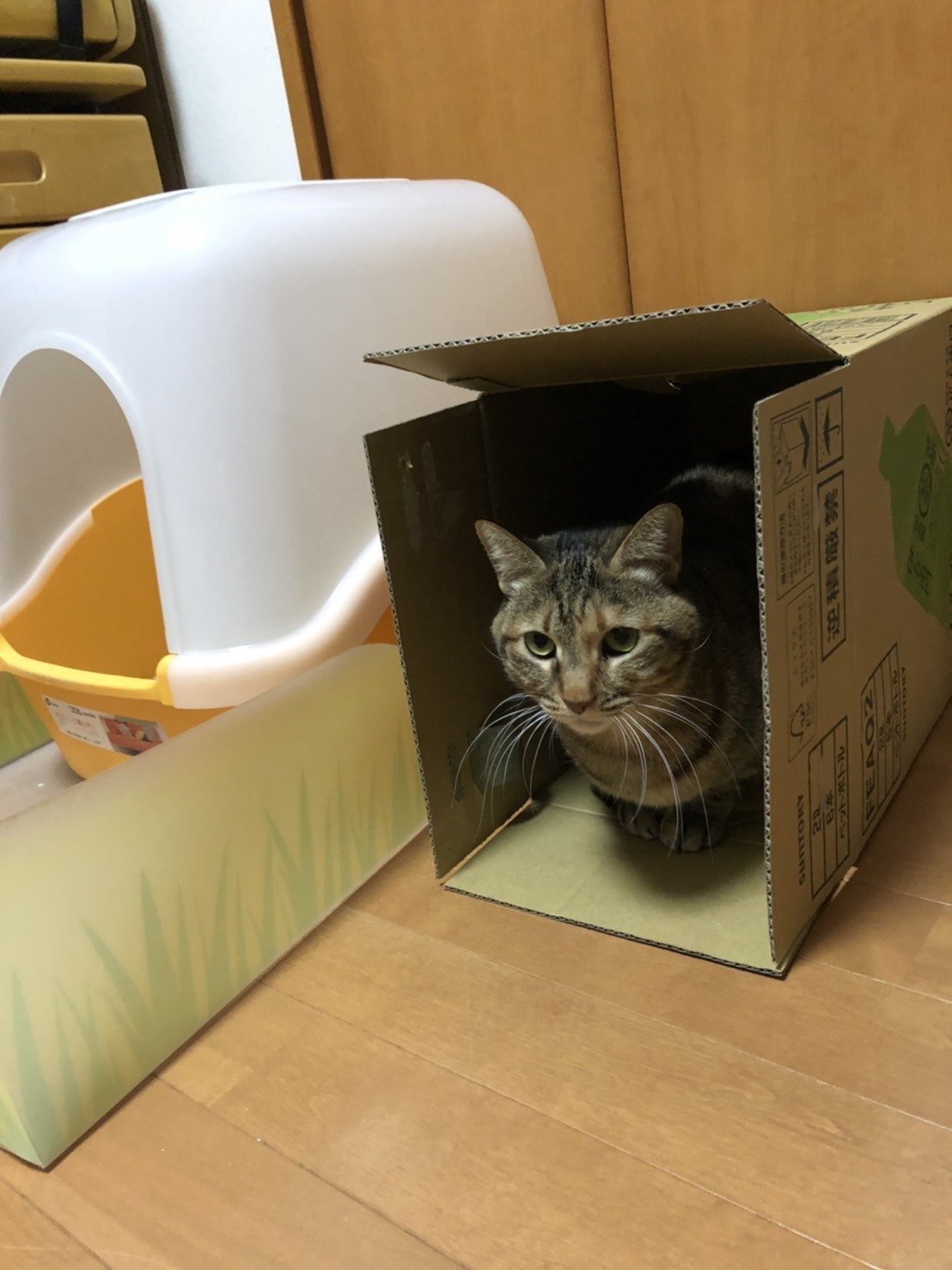 決定的瞬間 箱入り娘猫のちゅぅ Itサラリーマン大樹 Note