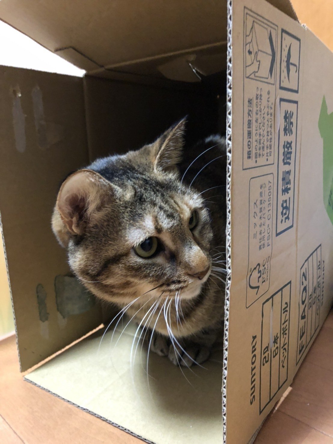 決定的瞬間 箱入り娘猫のちゅぅ Itサラリーマン大樹 Note