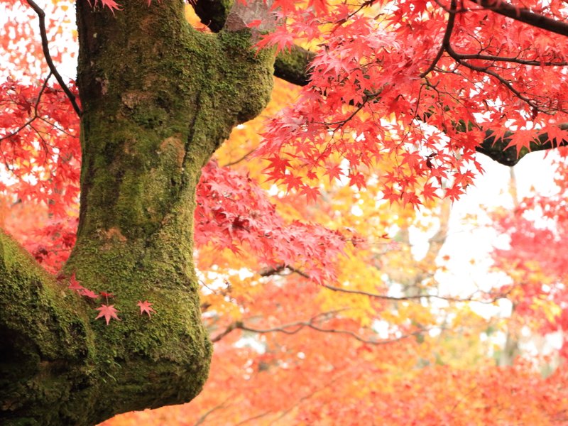 きれいな真っ赤な紅葉が映えるように苔の緑を意識して撮りました♪