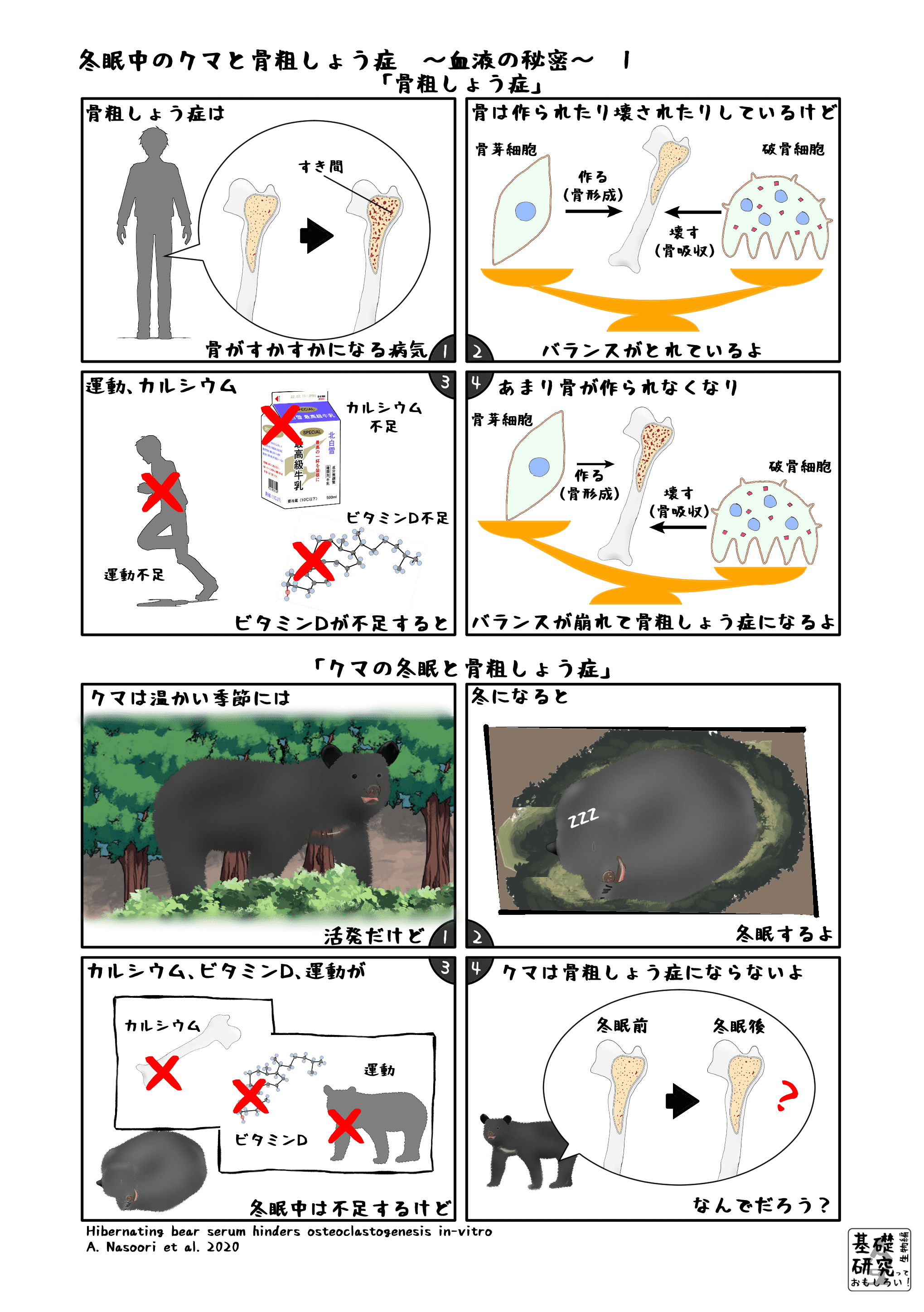 冬眠中のクマと骨粗しょう症 血液の秘密 1 かわいせーざん 基礎研究っておもしろい 生物編 Note 冬眠中のクマと骨粗しょう症 血液の秘密 1 かわいせーざん 基礎研究っておもしろい 生物編 Note
