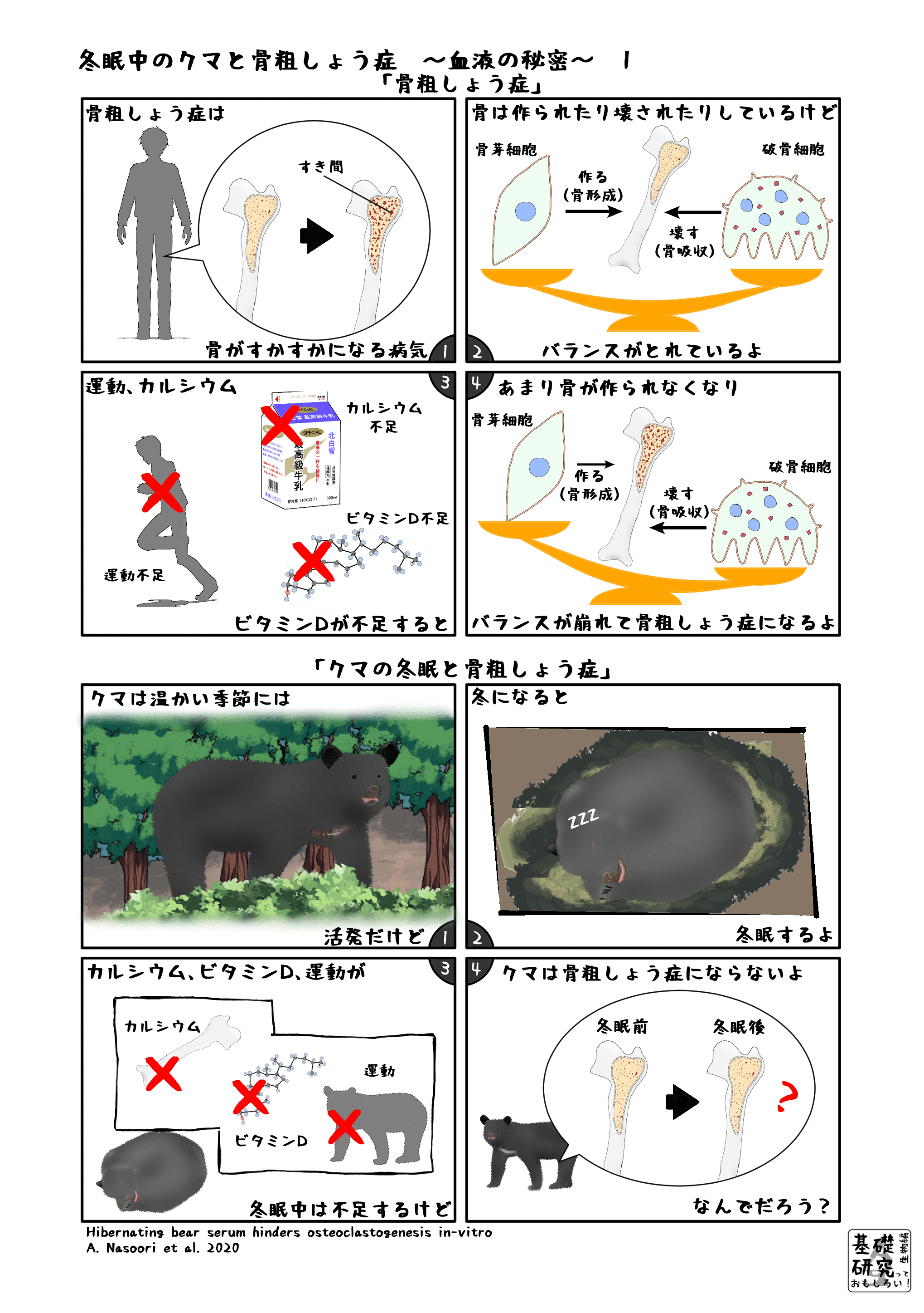 冬眠中のクマと骨粗しょう症 血液の秘密 1 かわいせーざん 基礎研究っておもしろい 生物編 Note