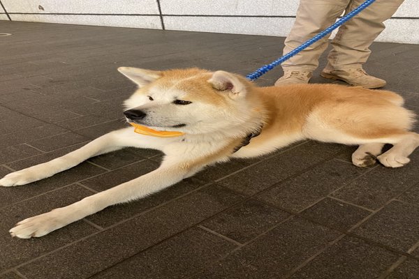 虎毛秋田犬 の新着タグ記事一覧 Note つくる つながる とどける