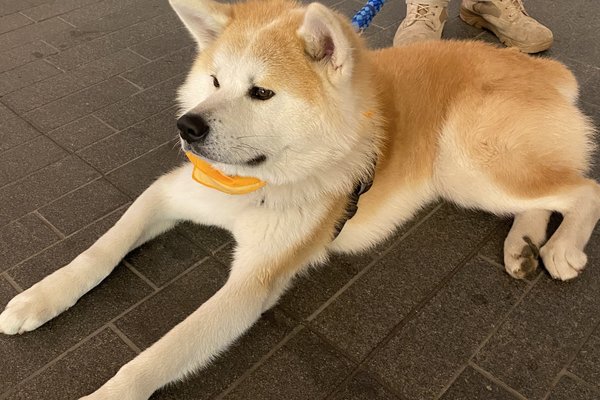 虎毛秋田犬 の新着タグ記事一覧 Note つくる つながる とどける 虎毛秋田犬 の新着タグ記事一覧 Note つくる つながる とどける