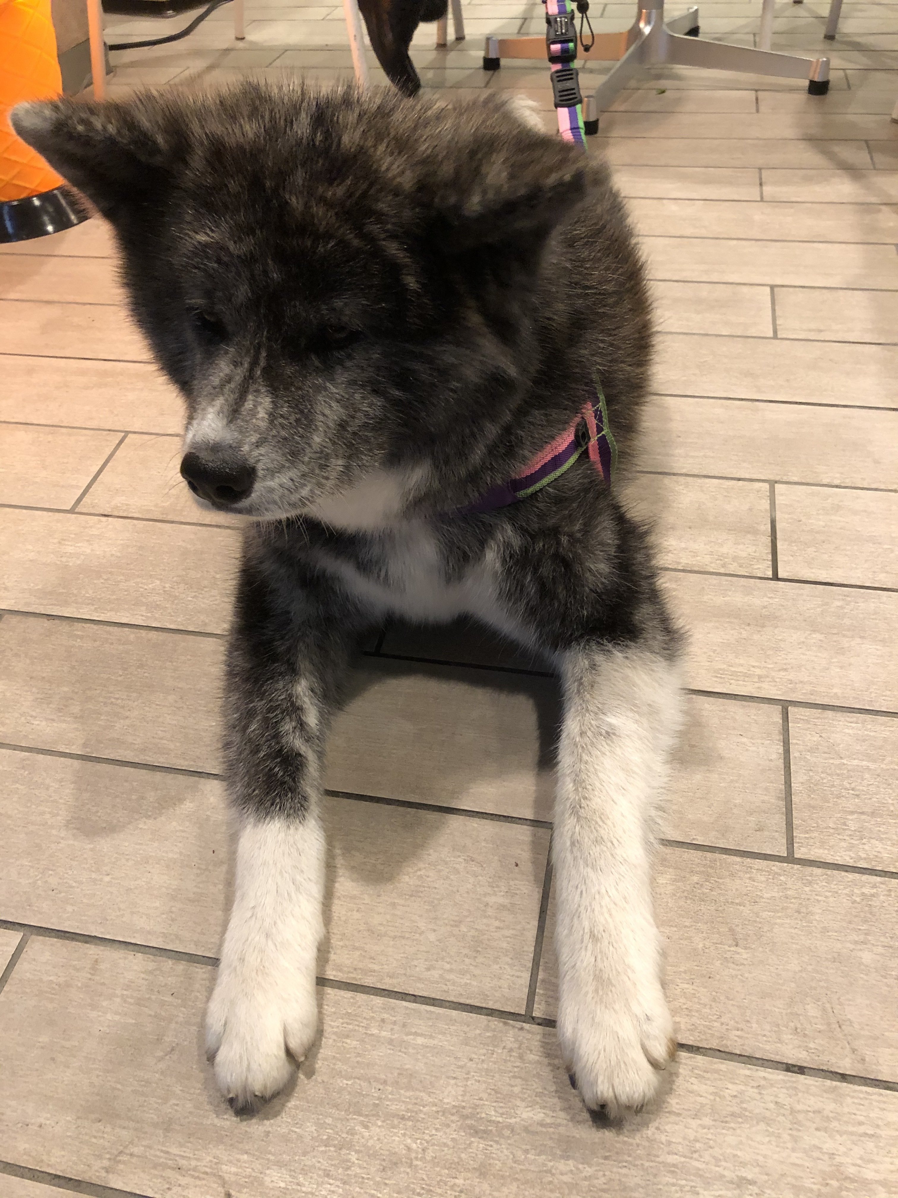 ビバ 秋田犬 K Westernvillage Note ビバ 秋田犬 K Westernvillage Note