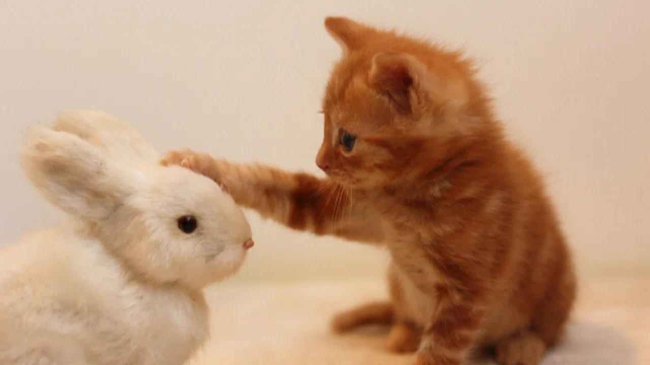 猫の部屋 1 よく登場する猫 プリズム イエロー応援団 Note