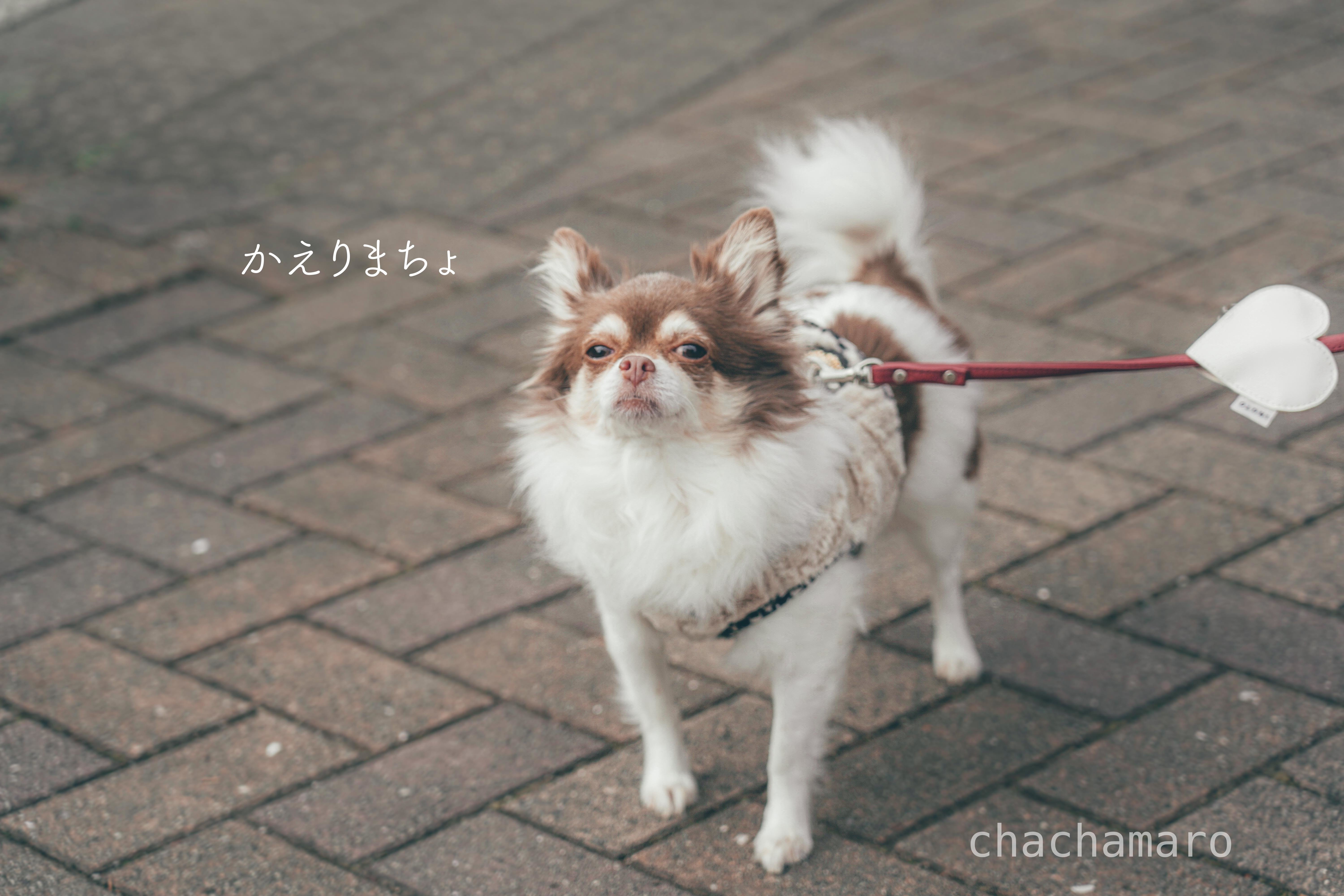 お散歩 嫌いっ ちゃちゃマロ 元保護犬の日常 Note