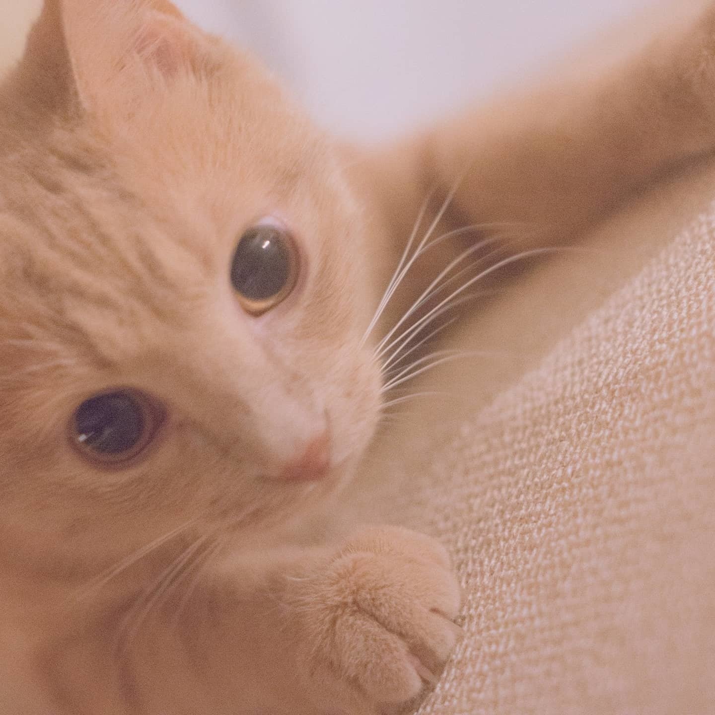 これ見た人は子猫の成長した画像貼れ Ryosuke ねこ絵本 Note これ見た人は子猫の成長した画像貼れ Ryosuke ねこ絵本 Note