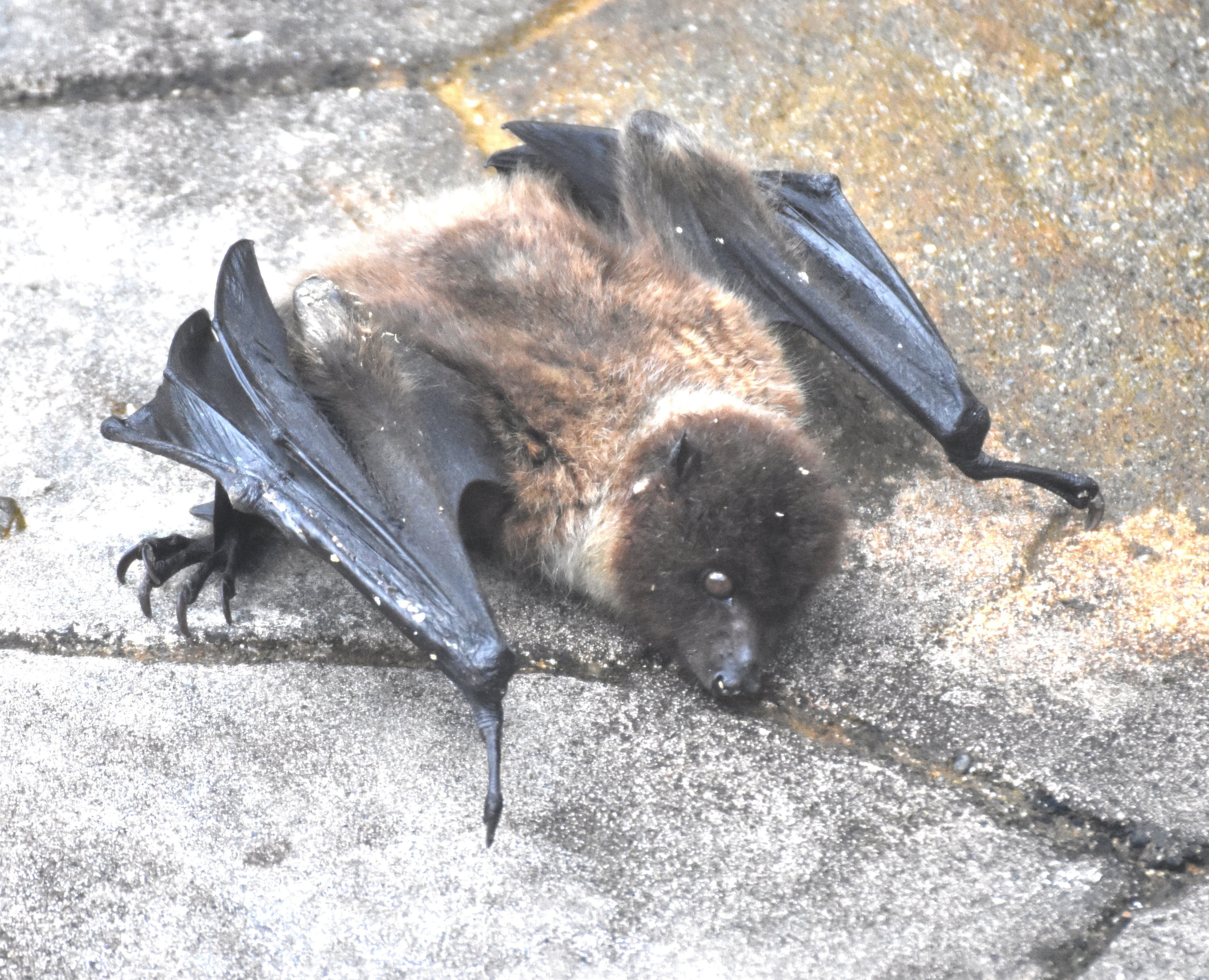 オリイオオコウモリ 翼手目オオコウモリ科 Hirahiranote Note オリイオオコウモリ 翼手目オオコウモリ科 Hirahiranote Note