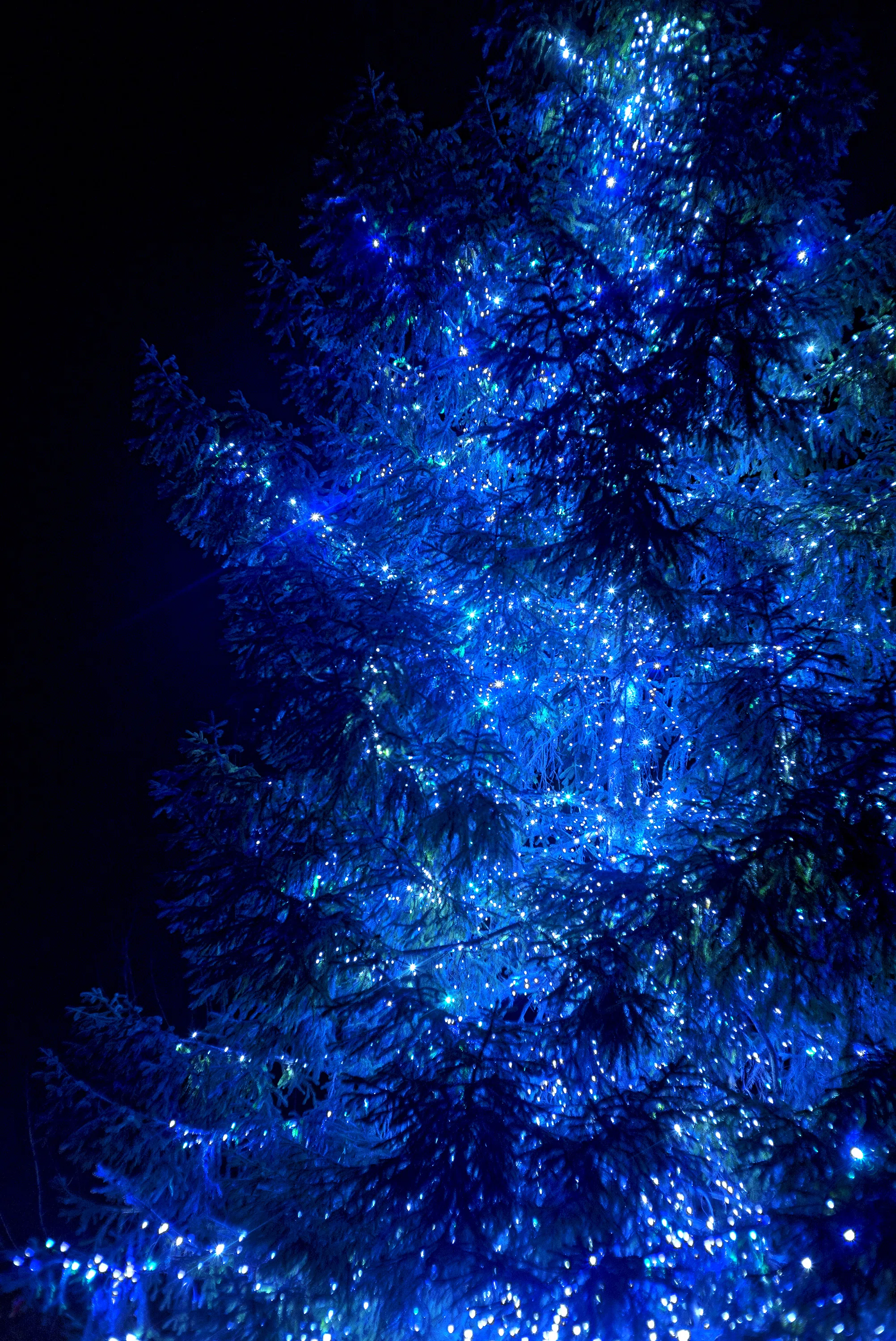 BLUE LED TREE -- HAKKENYA-HAMA|OsakaNostalgia