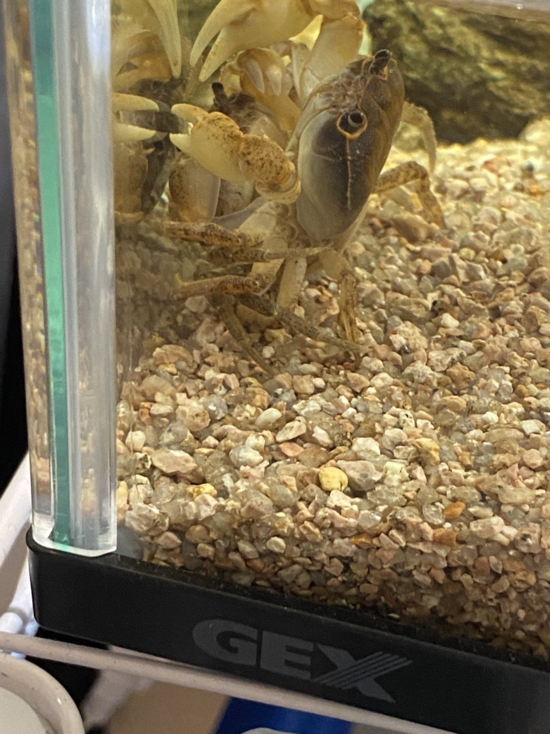 クリスマスに向けてカニも恋の季節 りん Note