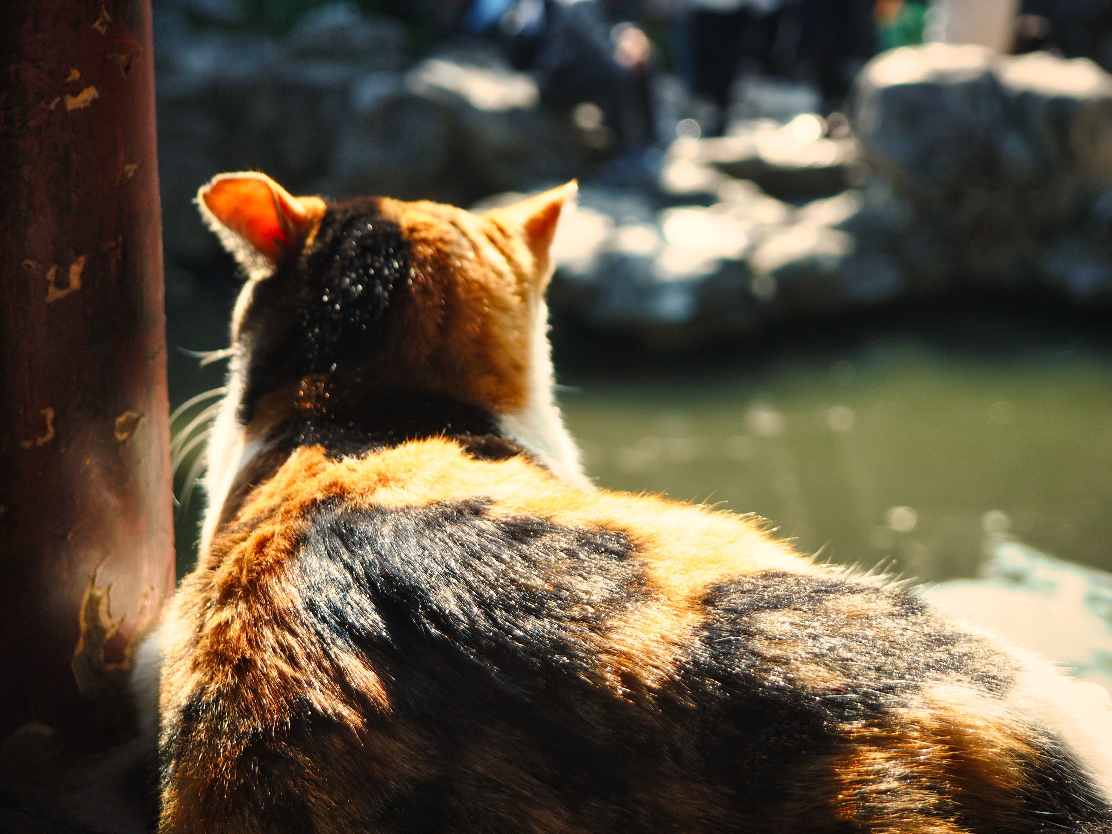 水辺の猫 クロノツカヤ Note