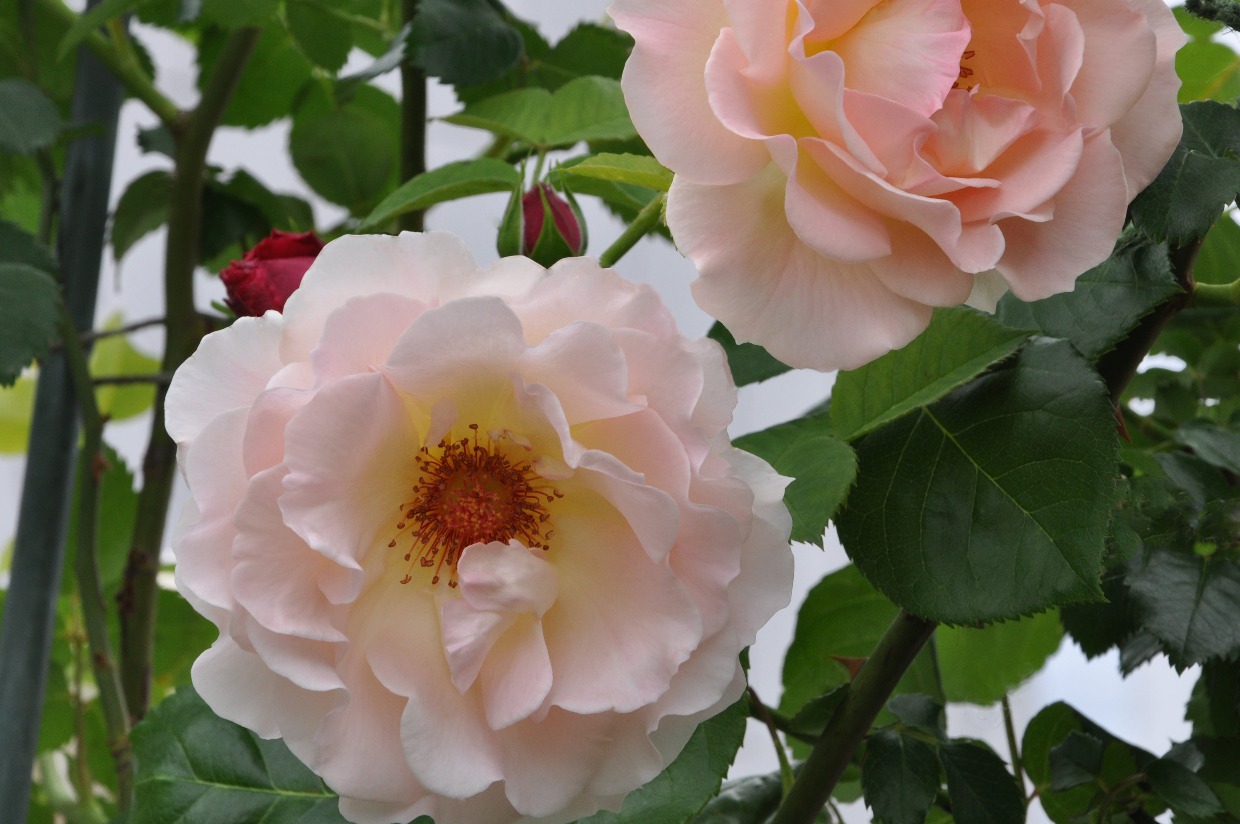 今年の我が家のバラ マンションのバルコニーから 松本路子 Note