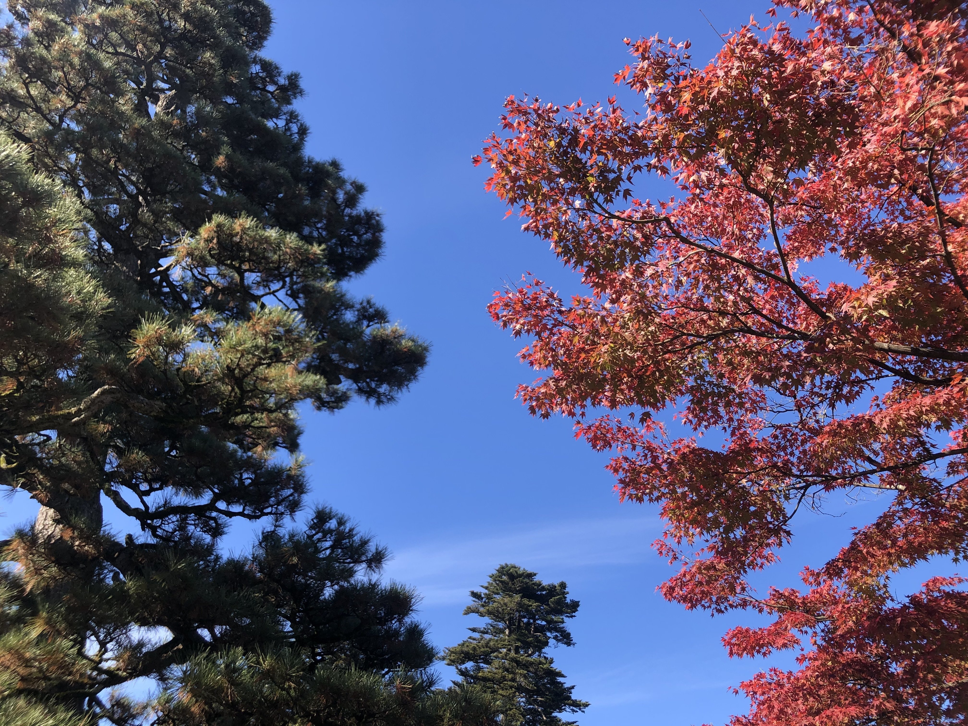 写真日記 昨年の秋に兼六園にいった時の写真 ゆゆ Note