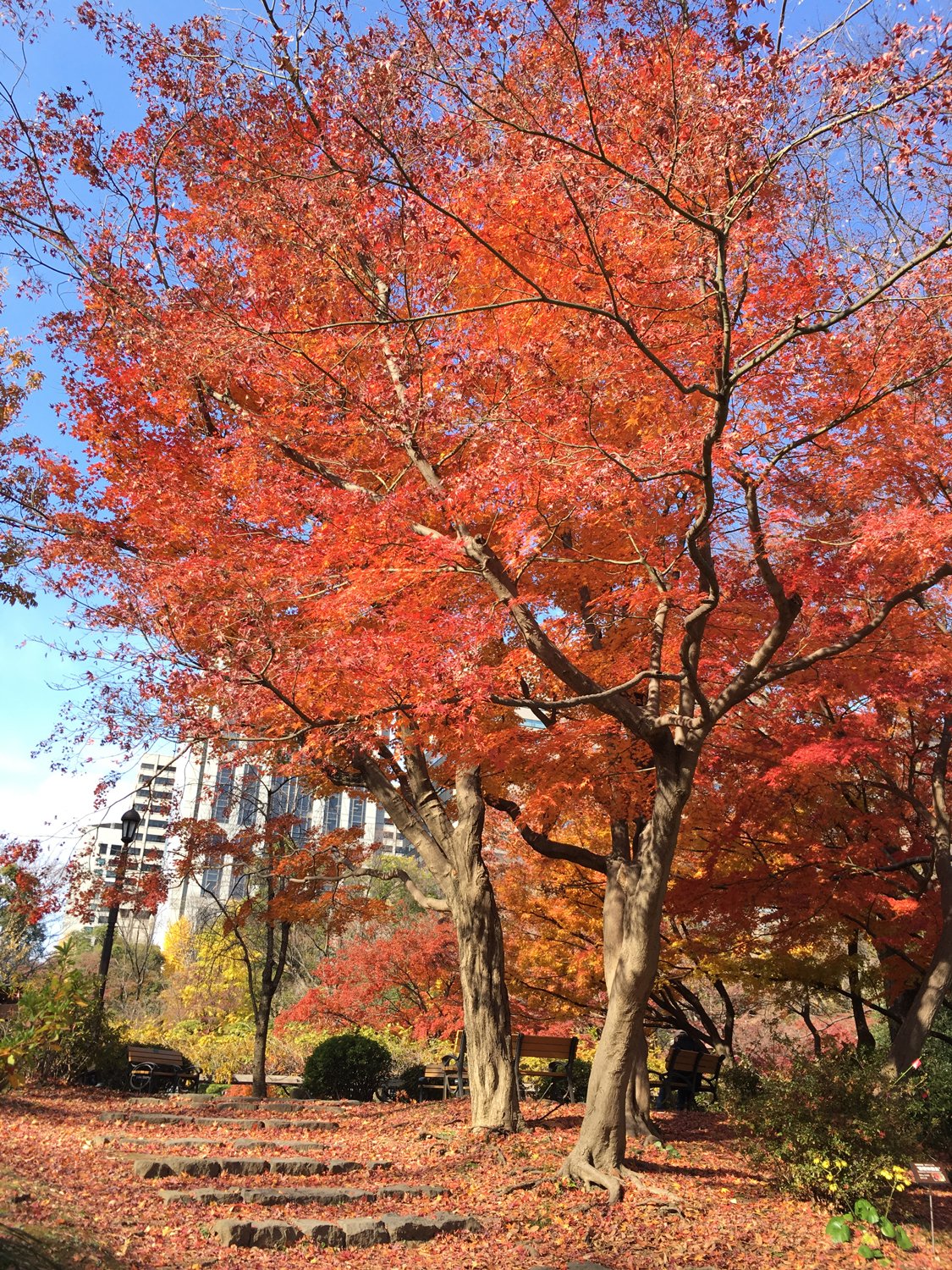 日比谷公園の赤い花 日比谷公園で ”数十年に一度しか咲かない花” が