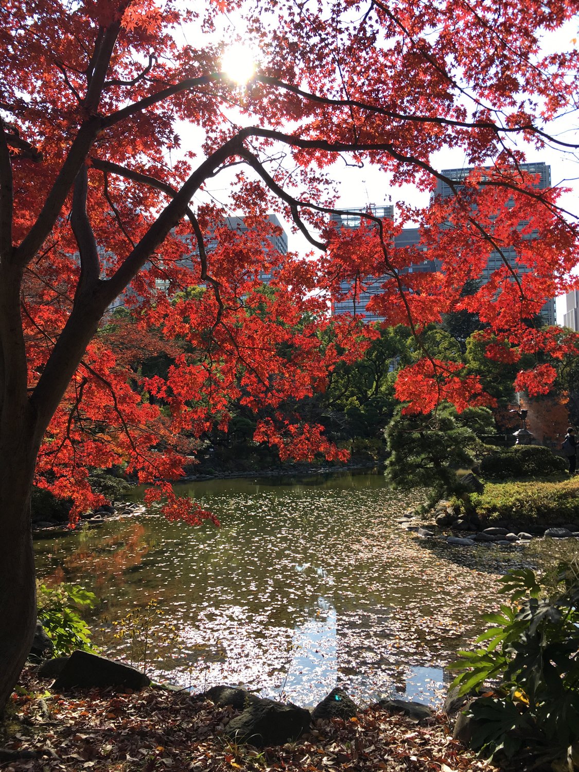 日比谷公園の紅葉｜花と日々 yas