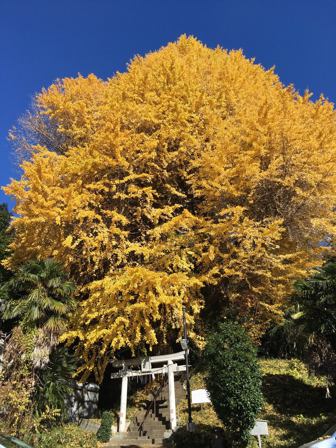 快晴の朝の 水神社 すいじんじゃ と銀杏 花と日々 Yas Note