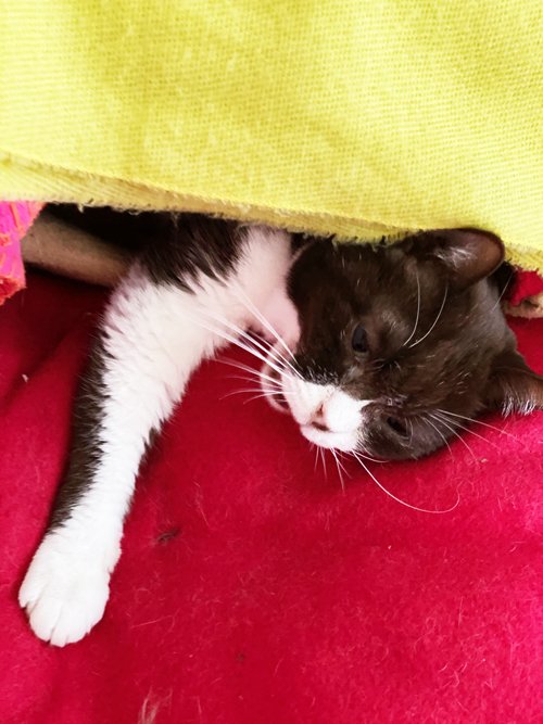 出たがるから外に出したらキレられた 猫のチョコってわがまま まつぼっくり Note