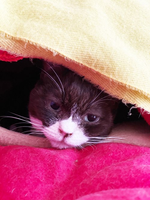 出たがるから外に出したらキレられた 猫のチョコってわがまま まつぼっくり Note