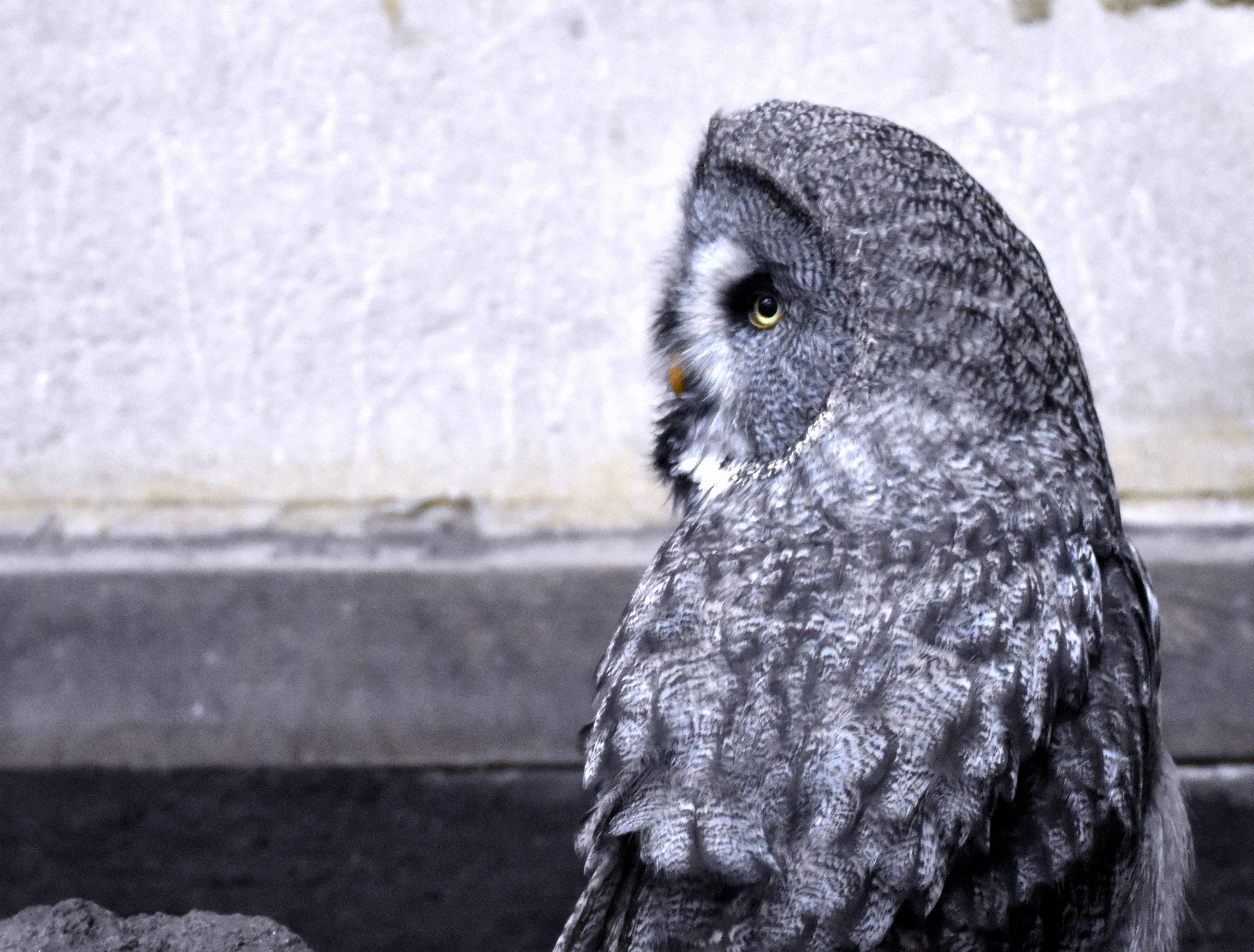 カラフトフクロウ フクロウ目フクロウ科 Hirahiranote Note