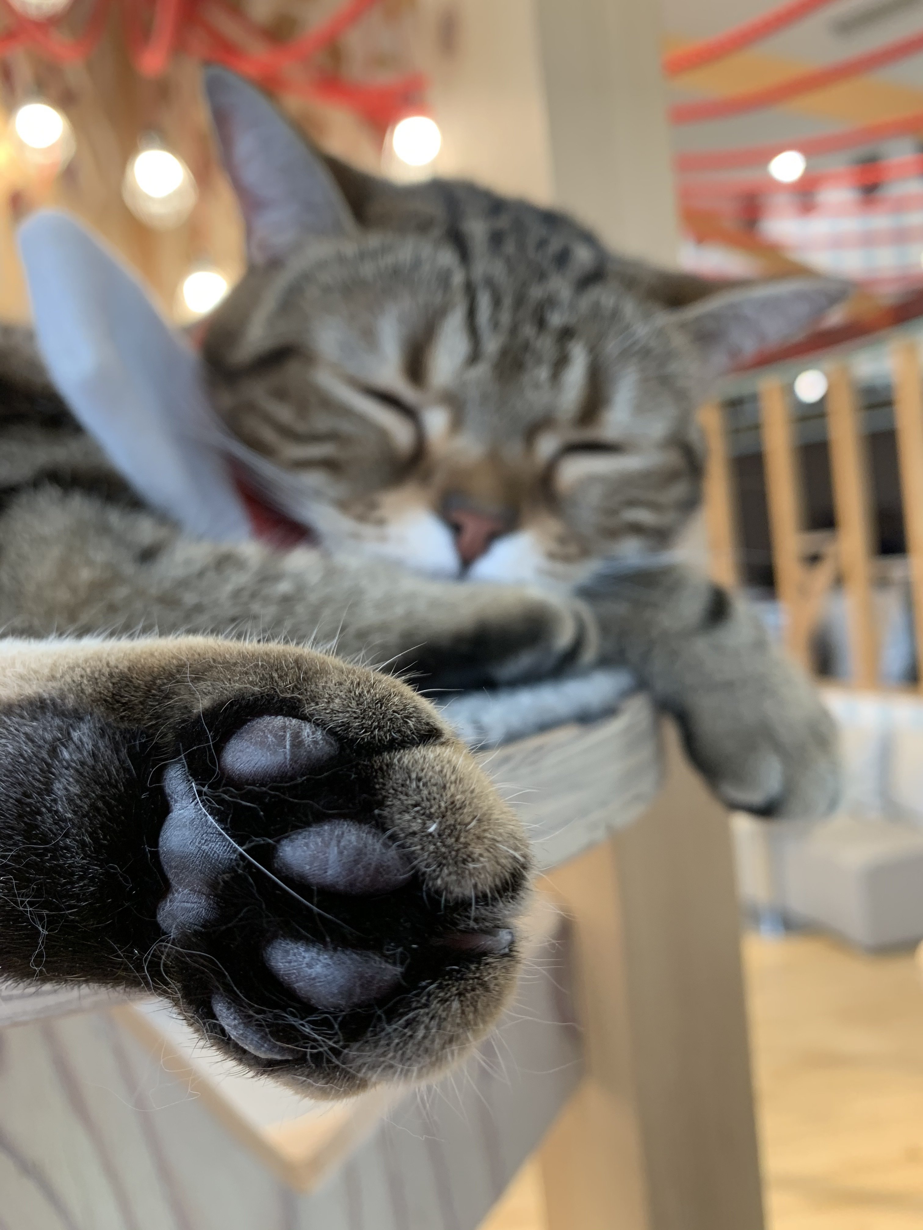 猫好きが猫カフェ初体験 して 知り合いが1人もいないbbqに参加したみたいな気持ちになるの なんで 麻衣です Note