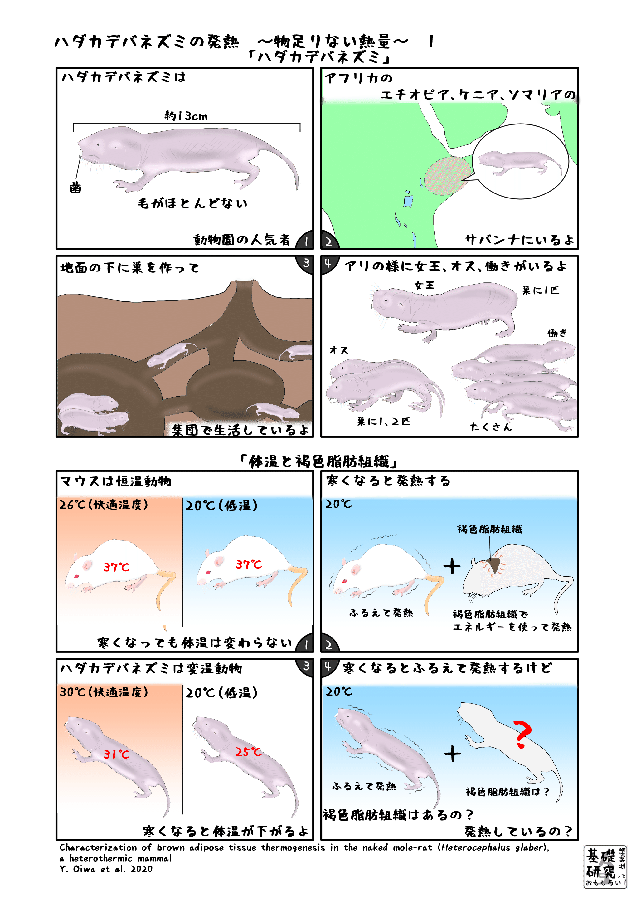 ハダカデバネズミの発熱 物足りない熱量 1 かわいせーざん 基礎研究っておもしろい 生物編 Note