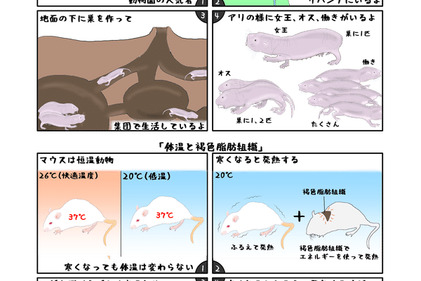 ハダカデバネズミの発熱 の新着タグ記事一覧 Note つくる つながる とどける