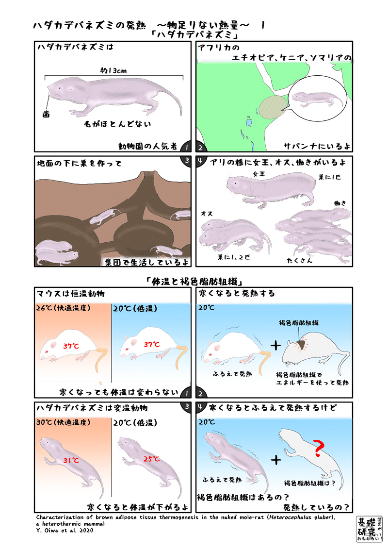 2020, Scientific Reports, Characterization of brown adipose tissue thermogenesis in the naked mole‑rat (Heterocephalus glaber), a heterothermic mammal, Y. Oiwa et al. より1ページ目