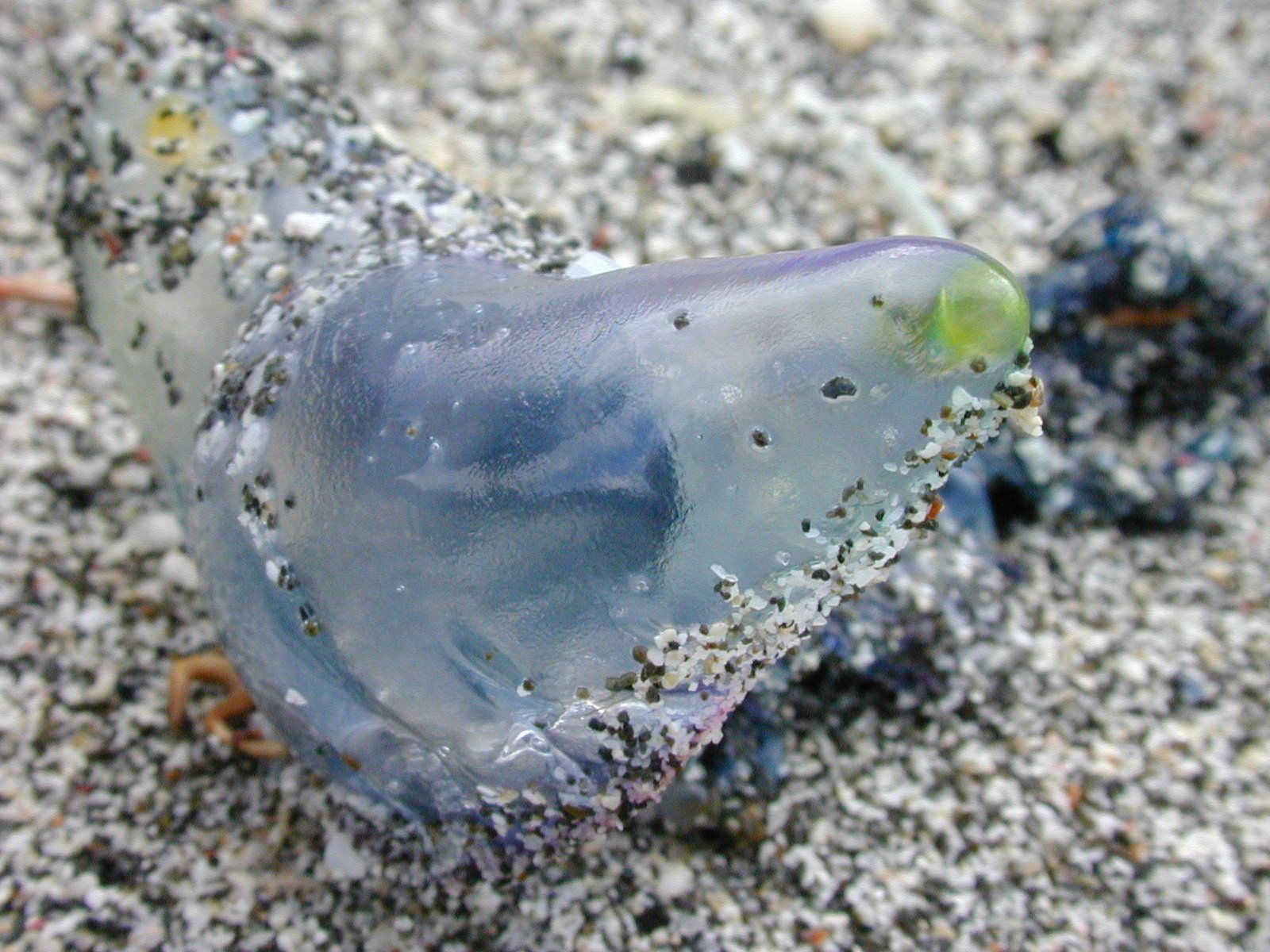漂着した生き物 カツオノエボシ アサガオガイなど 小笠原諸島父島小港海岸にて アルーントレード Note