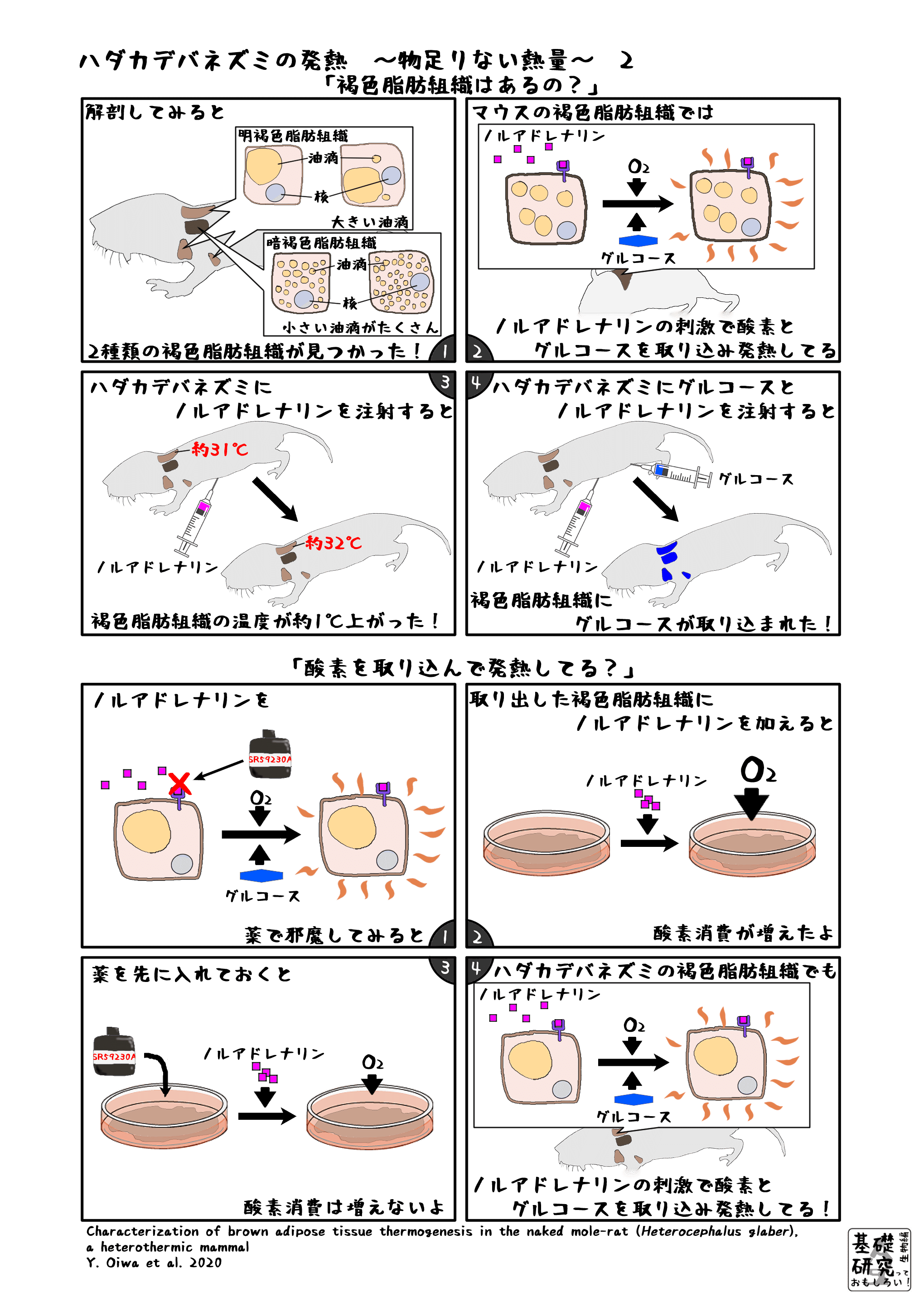 ハダカデバネズミの発熱 物足りない熱量 2 かわいせーざん 基礎研究っておもしろい 生物編 Note