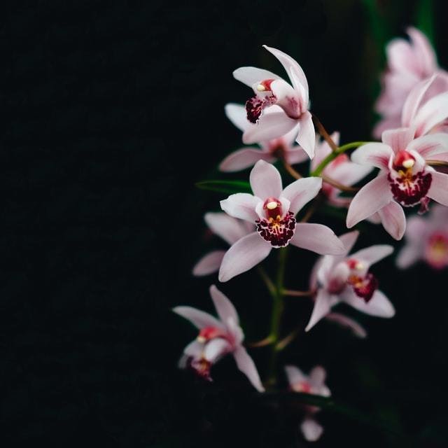 シンビジウムの花言葉 Note シンビジウムの花言葉 Note