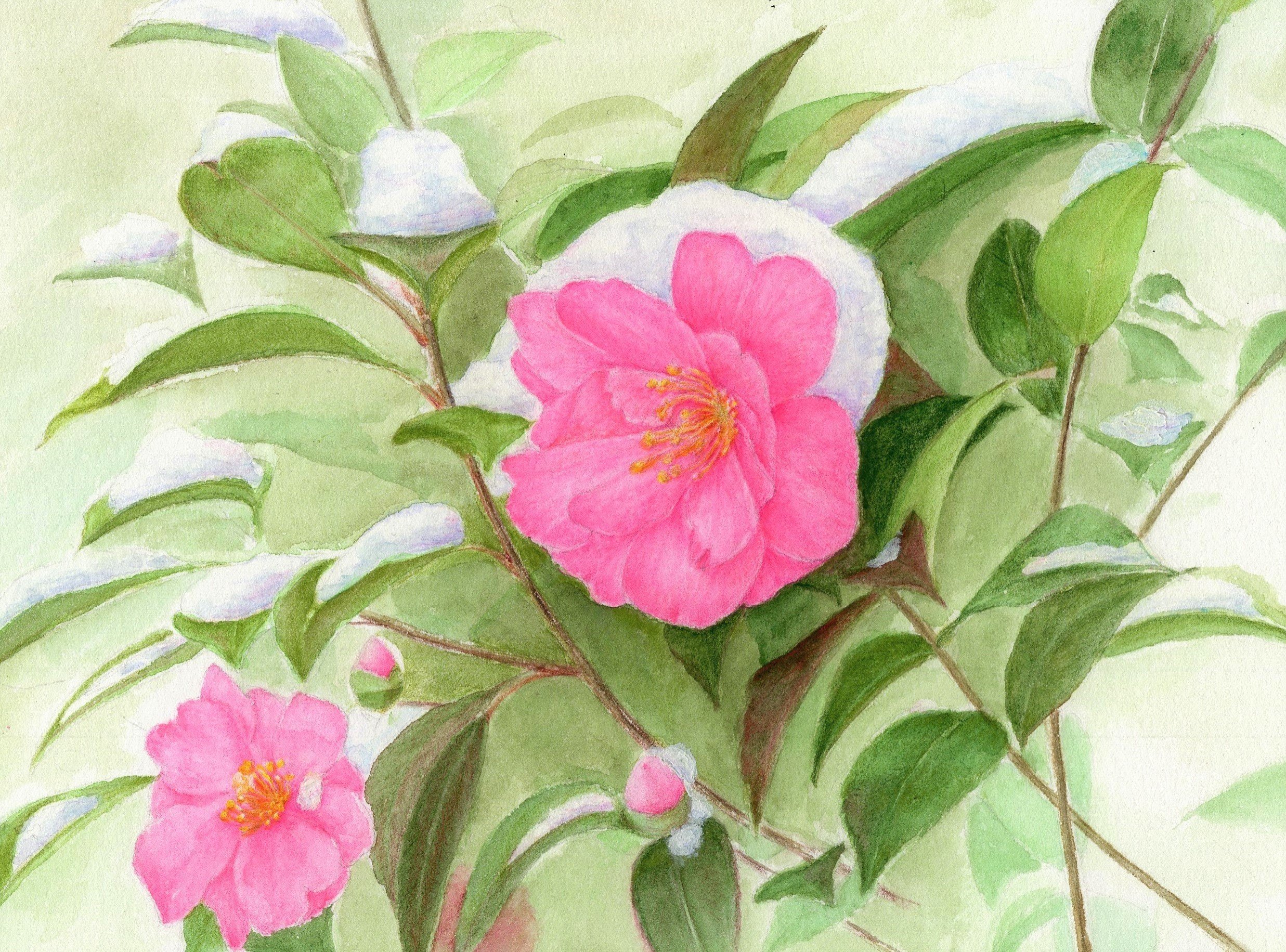 山茶花に捧げる スイートぽてと Note