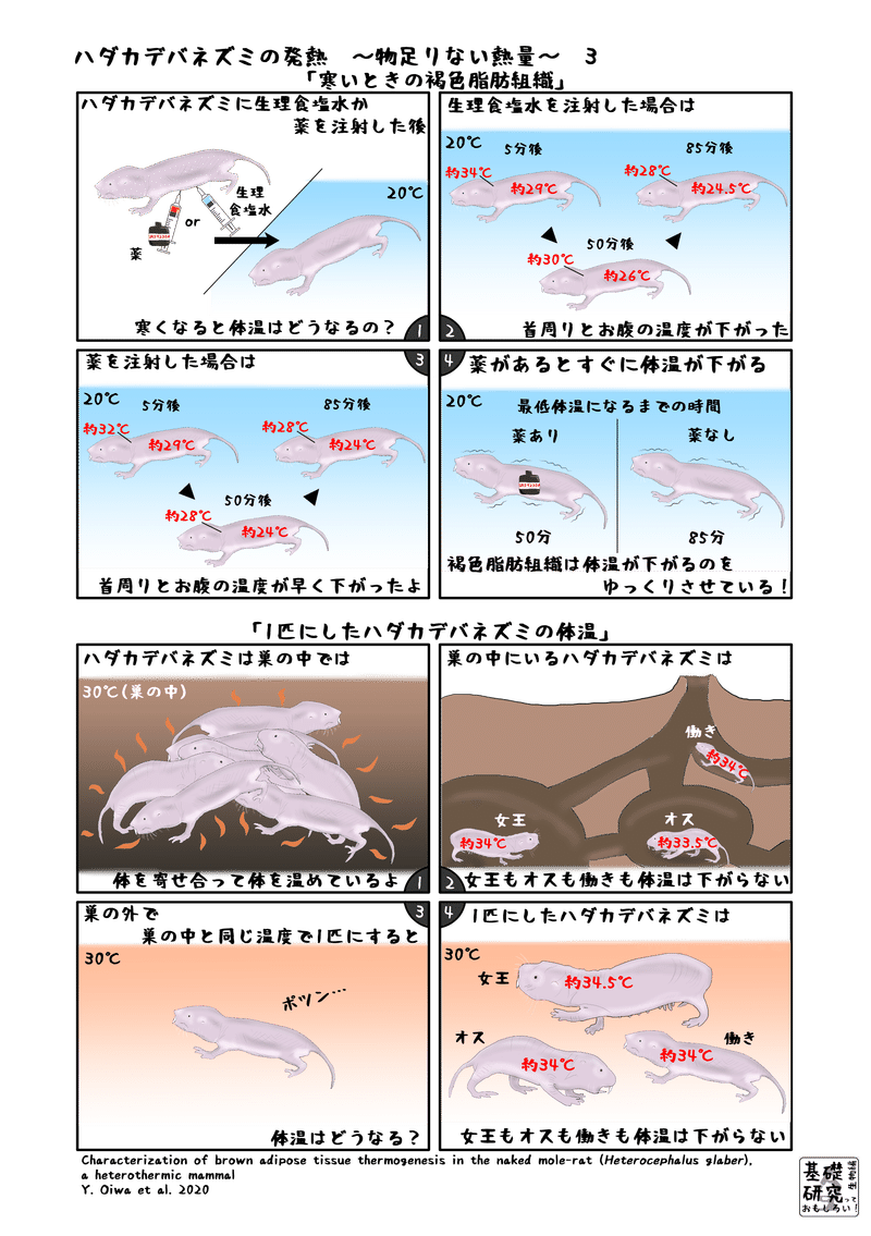 2020, Scientific Reports, Characterization of brown adipose tissue thermogenesis in the naked mole‑rat (Heterocephalus glaber), a heterothermic mammal, Y. Oiwa et al. より3ページ目