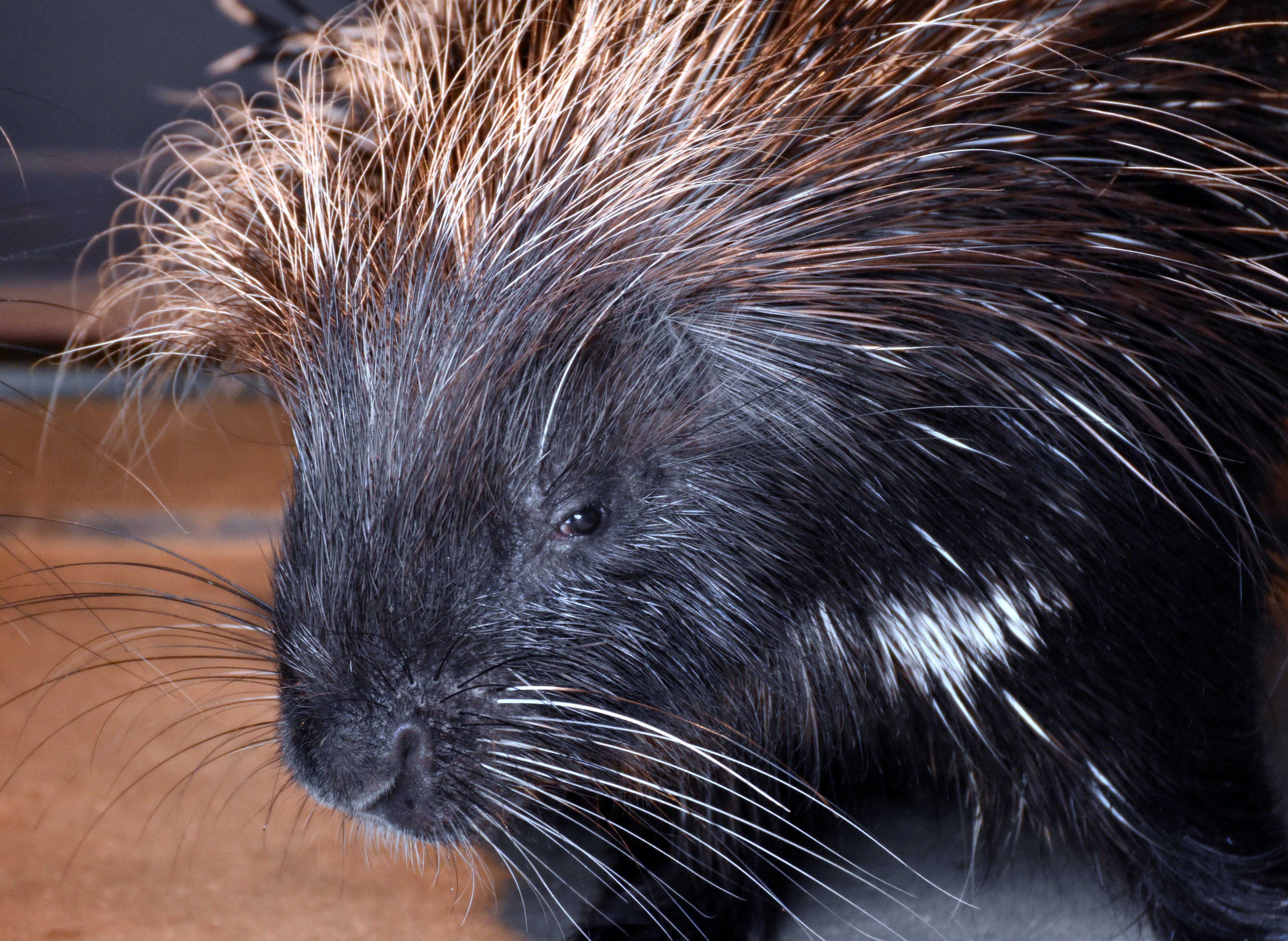 アフリカタテガミヤマアラシ 齧歯目ヤマアラシ科 Hirahiranote Note