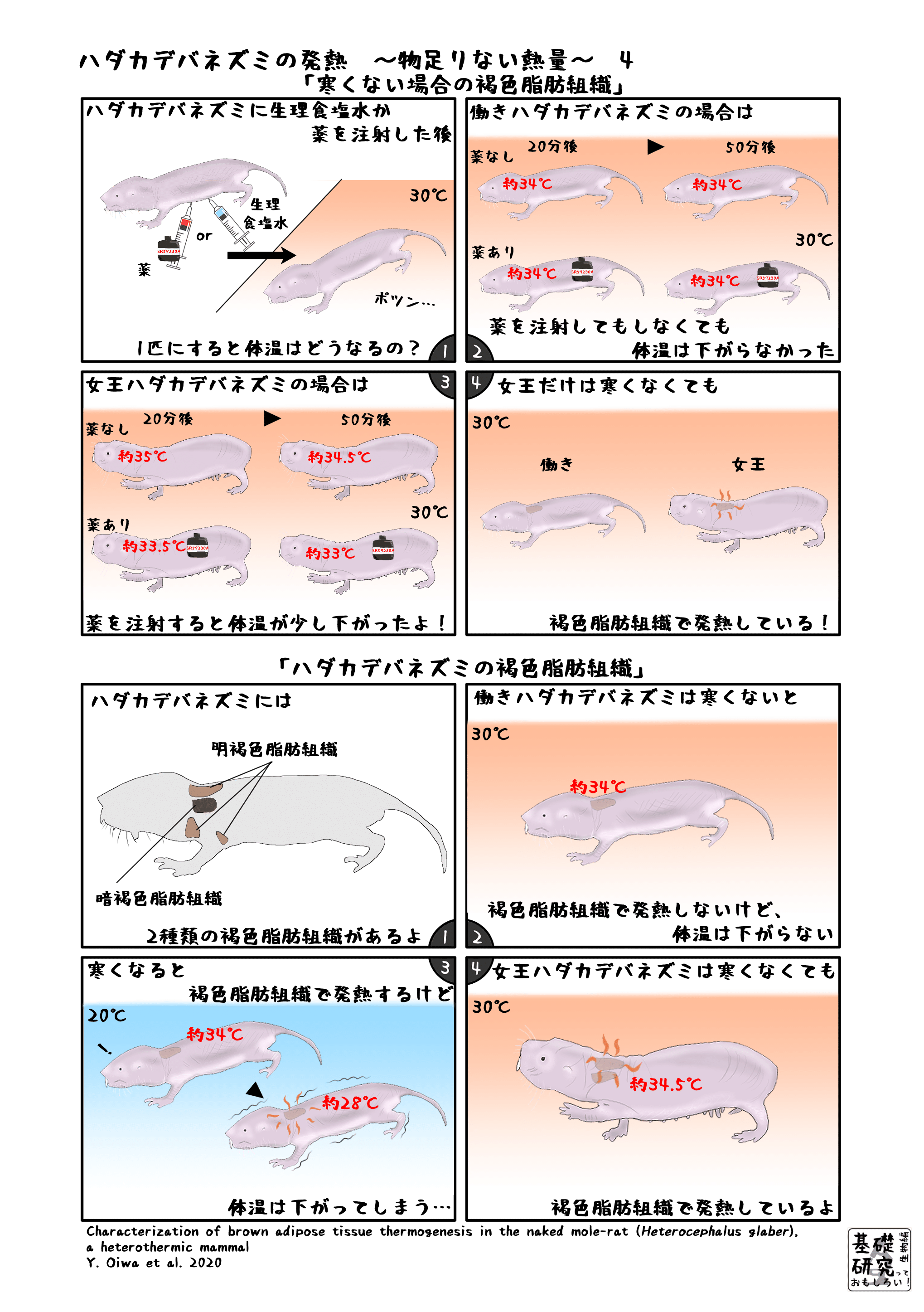 ハダカデバネズミの発熱 物足りない熱量 4 終 かわいせーざん 基礎研究っておもしろい 生物編 Note