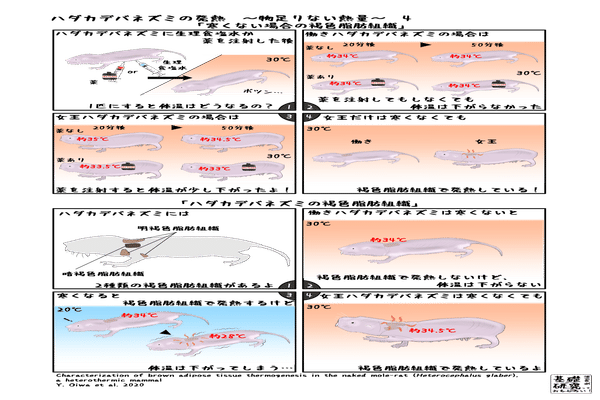ハダカデバネズミの発熱 の新着タグ記事一覧 Note つくる つながる とどける