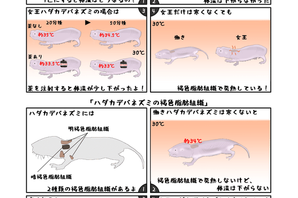 ハダカデバネズミの発熱 の新着タグ記事一覧 Note つくる つながる とどける ハダカデバネズミの発熱 の新着タグ記事一覧 Note つくる つながる とどける