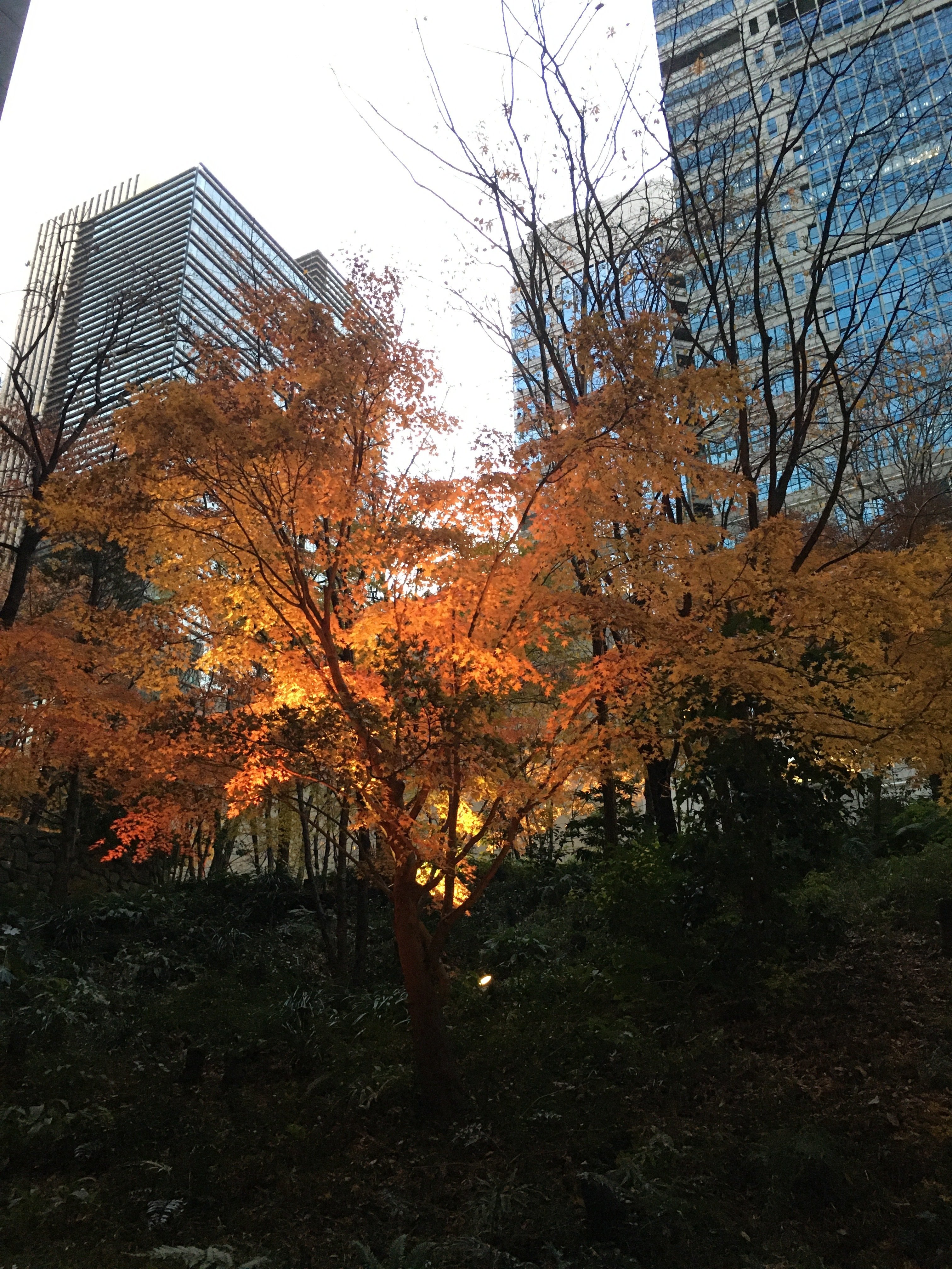 大手町の森 まゆきち Note 大手町の森 まゆきち Note