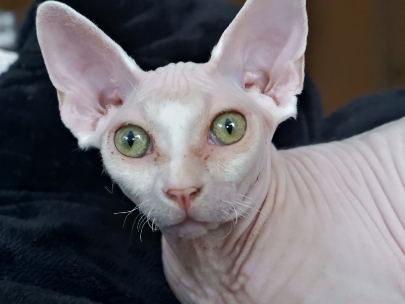 無毛猫 の新着タグ記事一覧 Note つくる つながる とどける