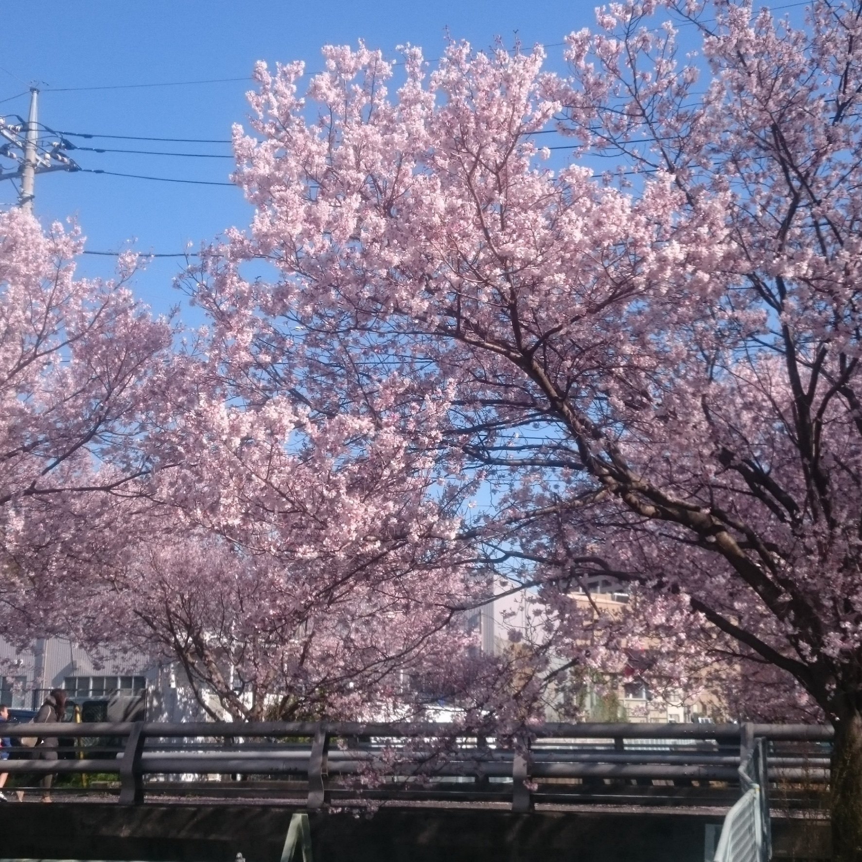 日本らしい の新着タグ記事一覧 Note つくる つながる とどける