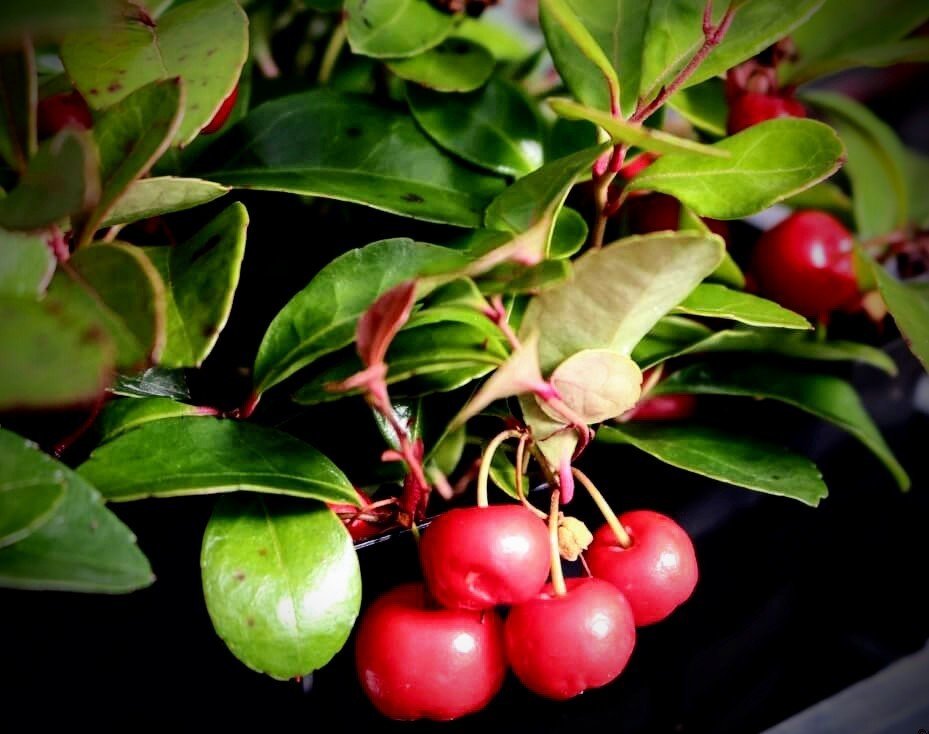 チェッカーベリーの花言葉 Note